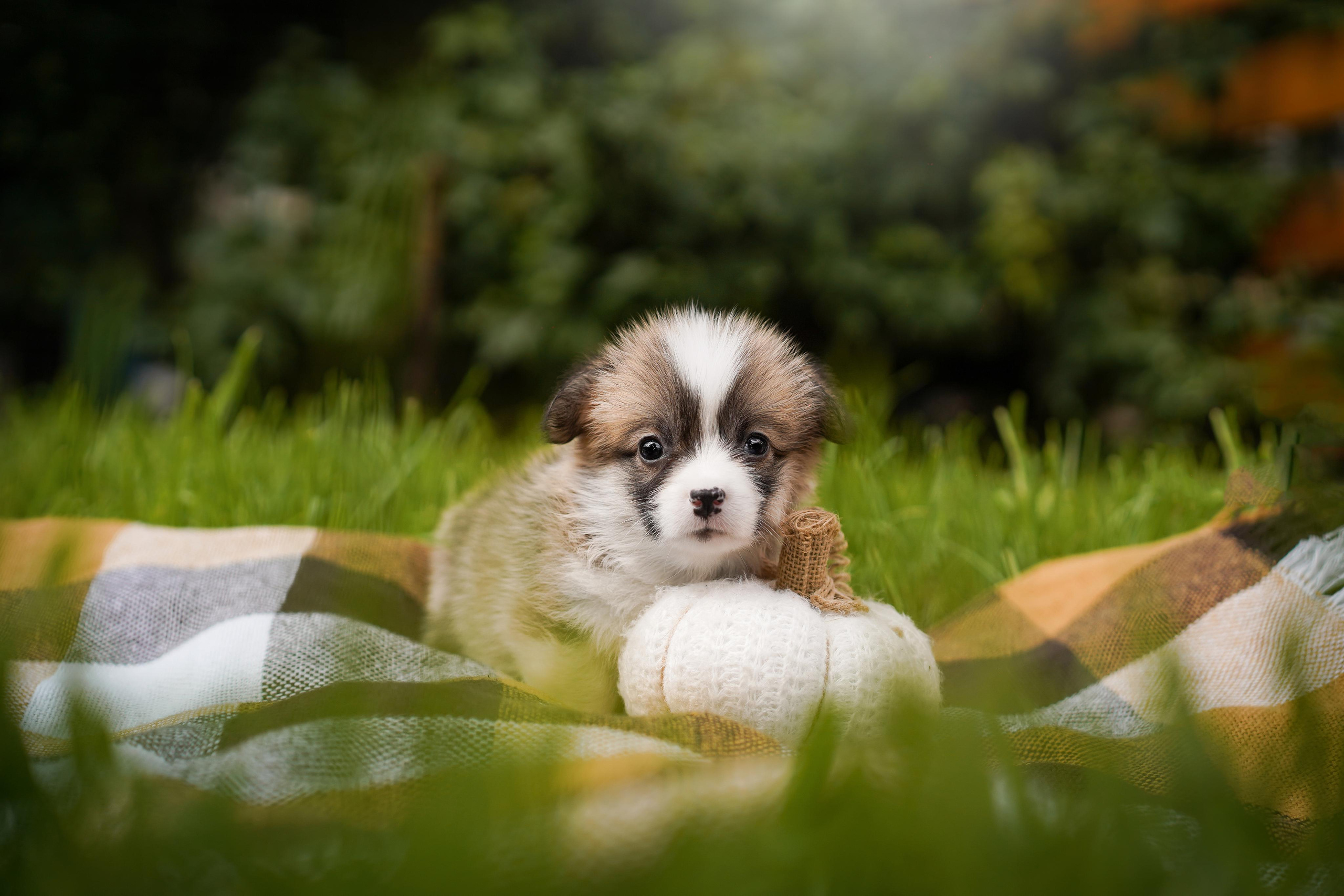 Щенки вельш-корги пемброк. Фотограф-анималист в Санкт-Петербурге Яна Мартынова