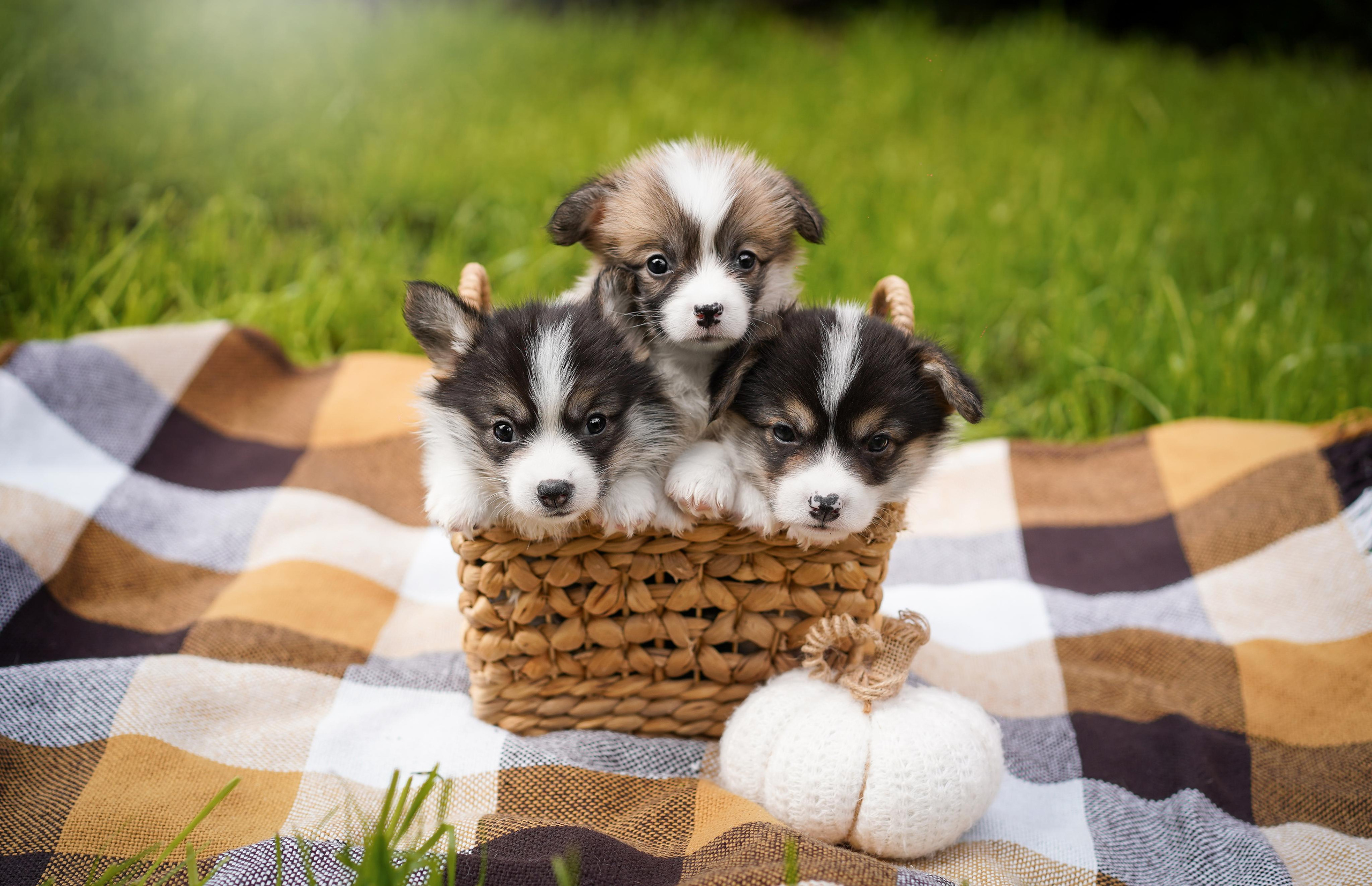 Щенки вельш-корги пемброк. Фотограф-анималист в Санкт-Петербурге Яна Мартынова