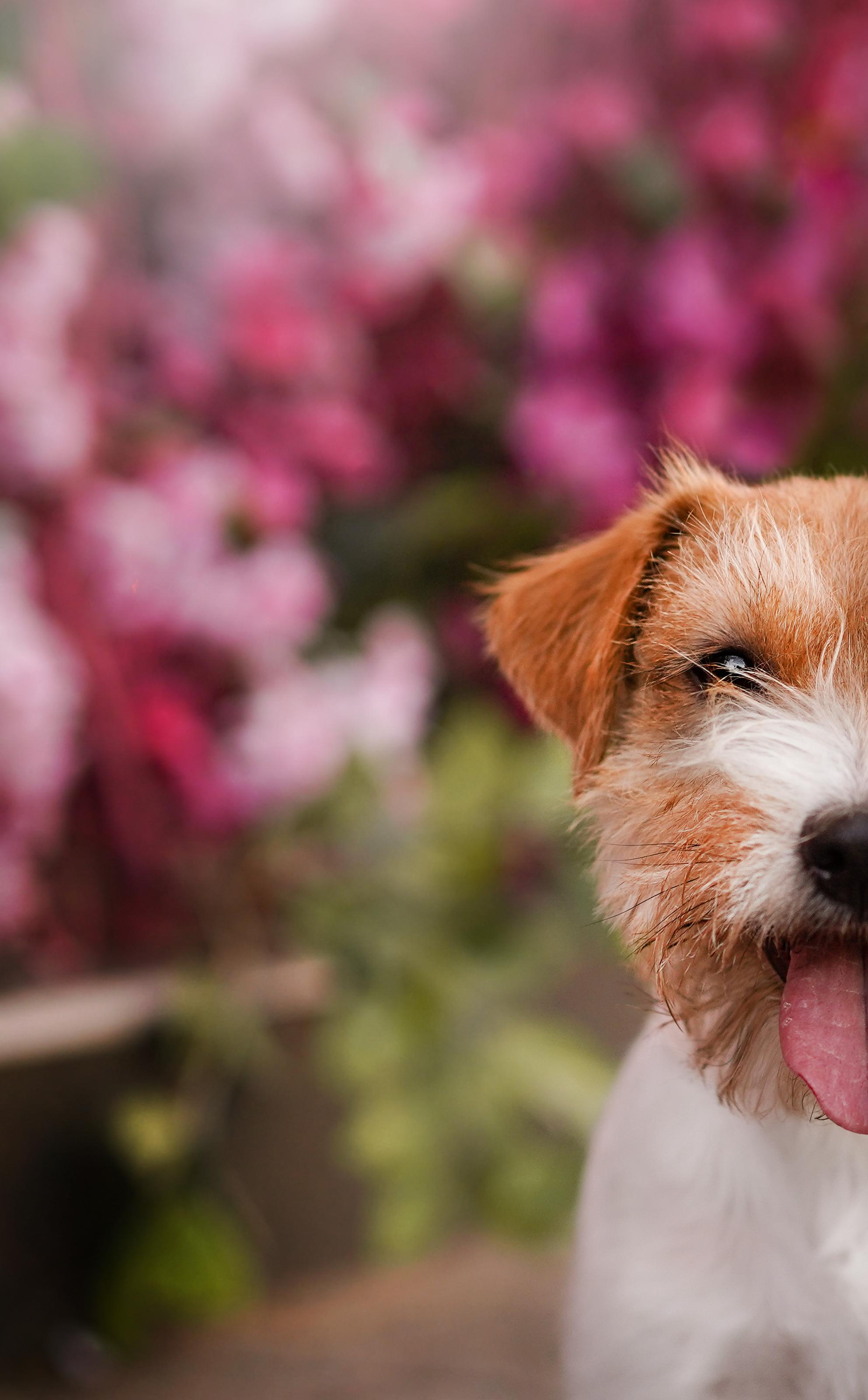 Андрей Ильгиза и Гая. Фотограф-анималист в Санкт-Петербурге Яна Мартынова