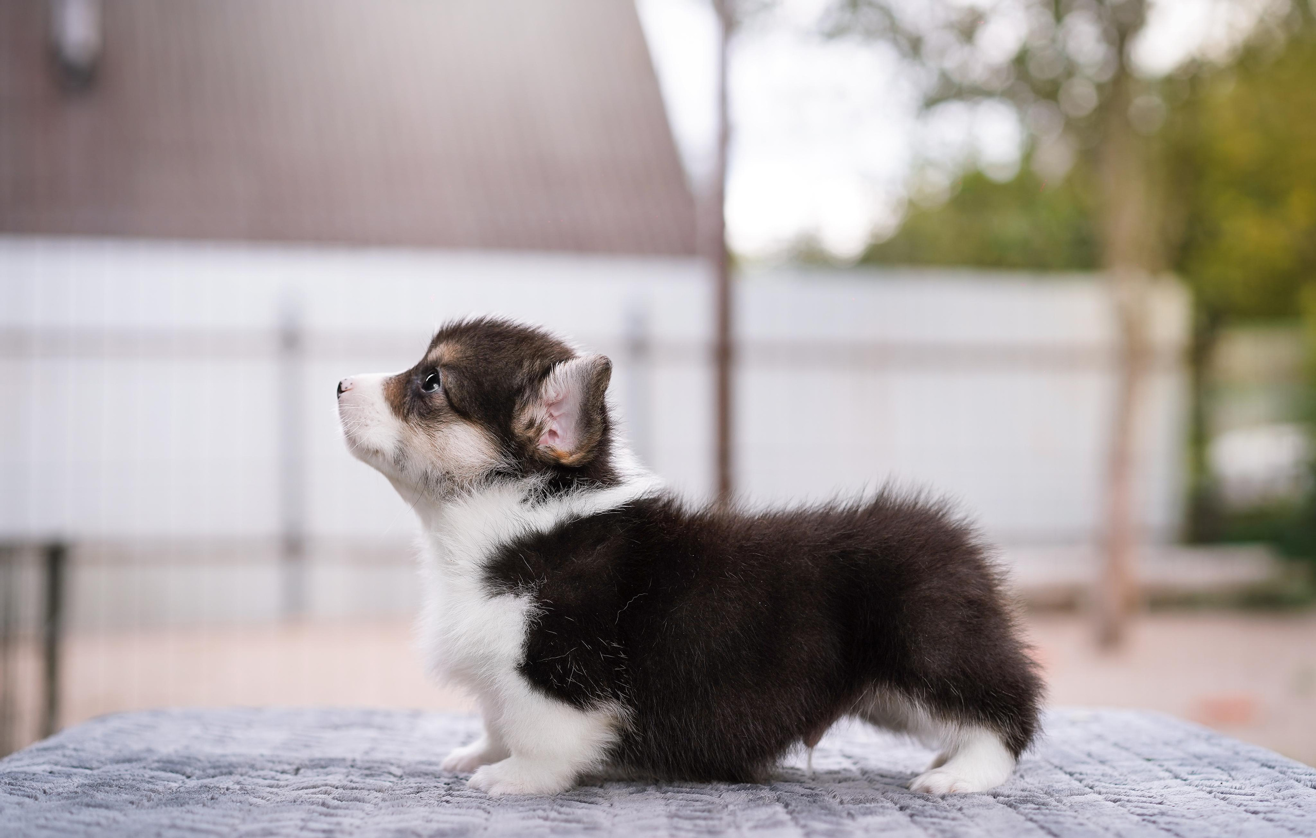Щенки вельш-корги пемброк. Фотограф-анималист в Санкт-Петербурге Яна Мартынова