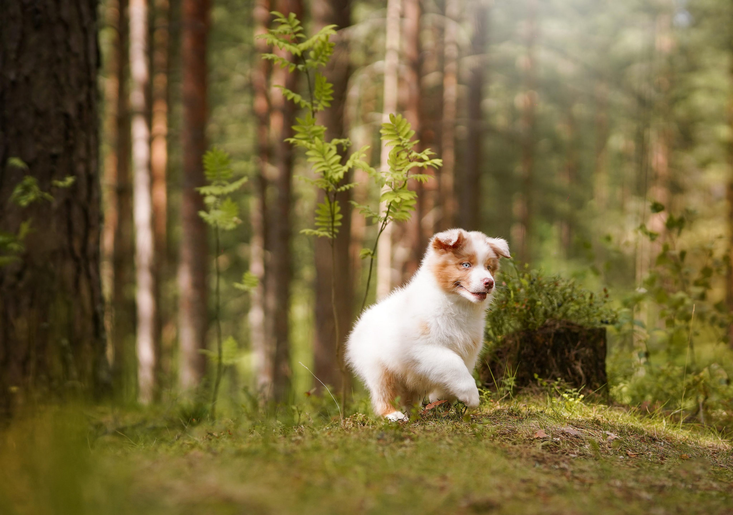 Щены аусси. Фотограф-анималист в Санкт-Петербурге Яна Мартынова