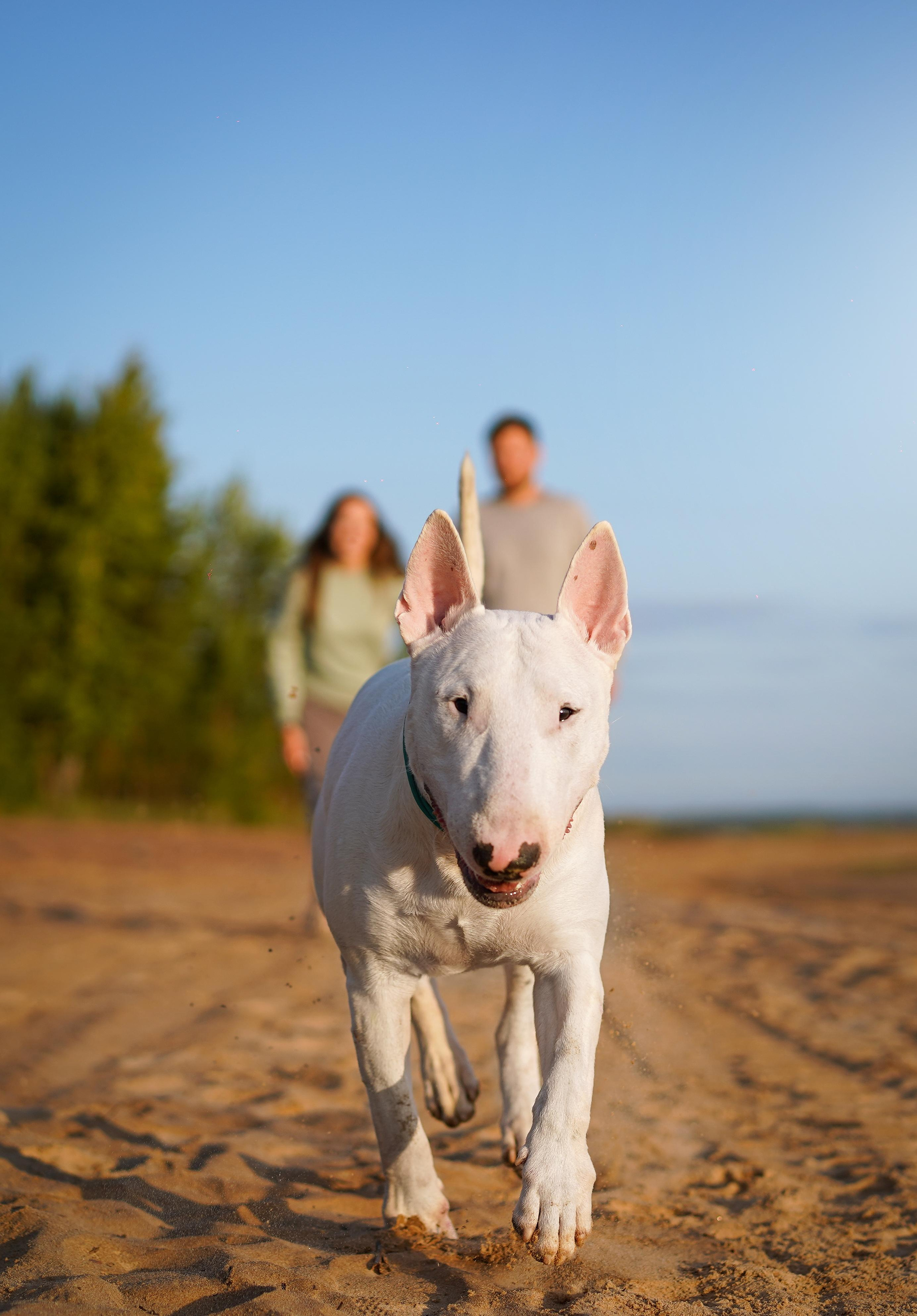 Настя Рома и Сахар. Фотограф-анималист в Санкт-Петербурге Яна Мартынова