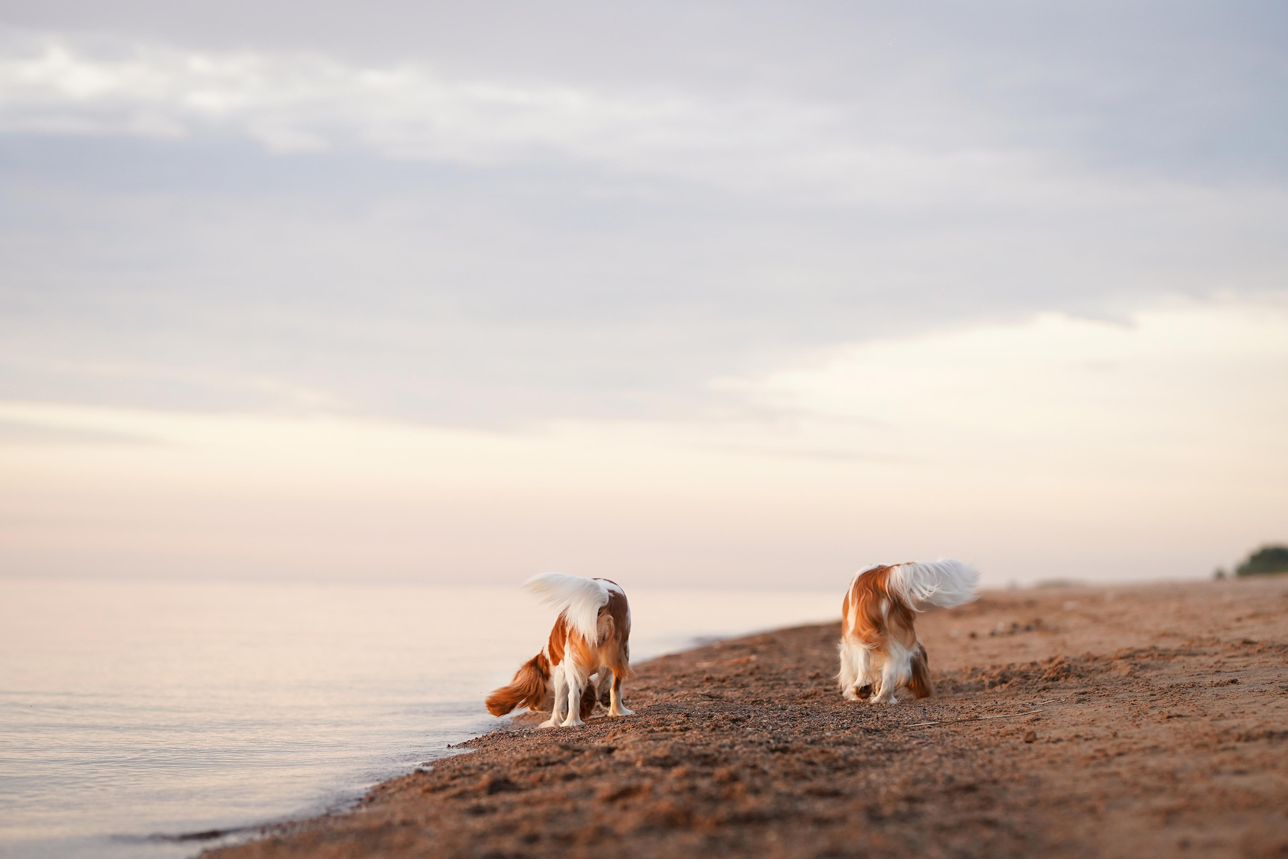 Катя, Злата и Луна. Фотограф-анималист в Санкт-Петербурге Яна Мартынова