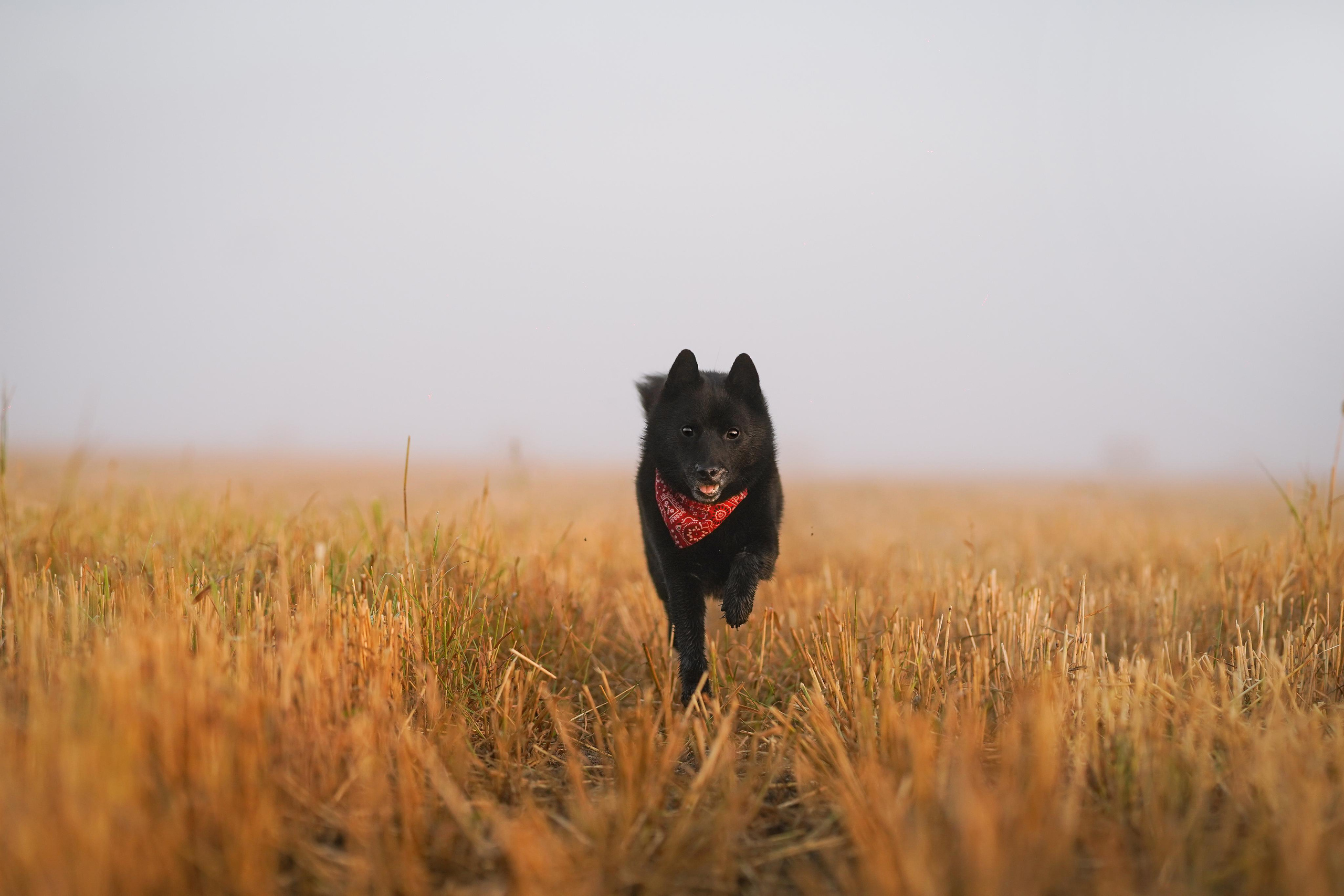 Аня и Арчи. Фотограф-анималист в Санкт-Петербурге Яна Мартынова