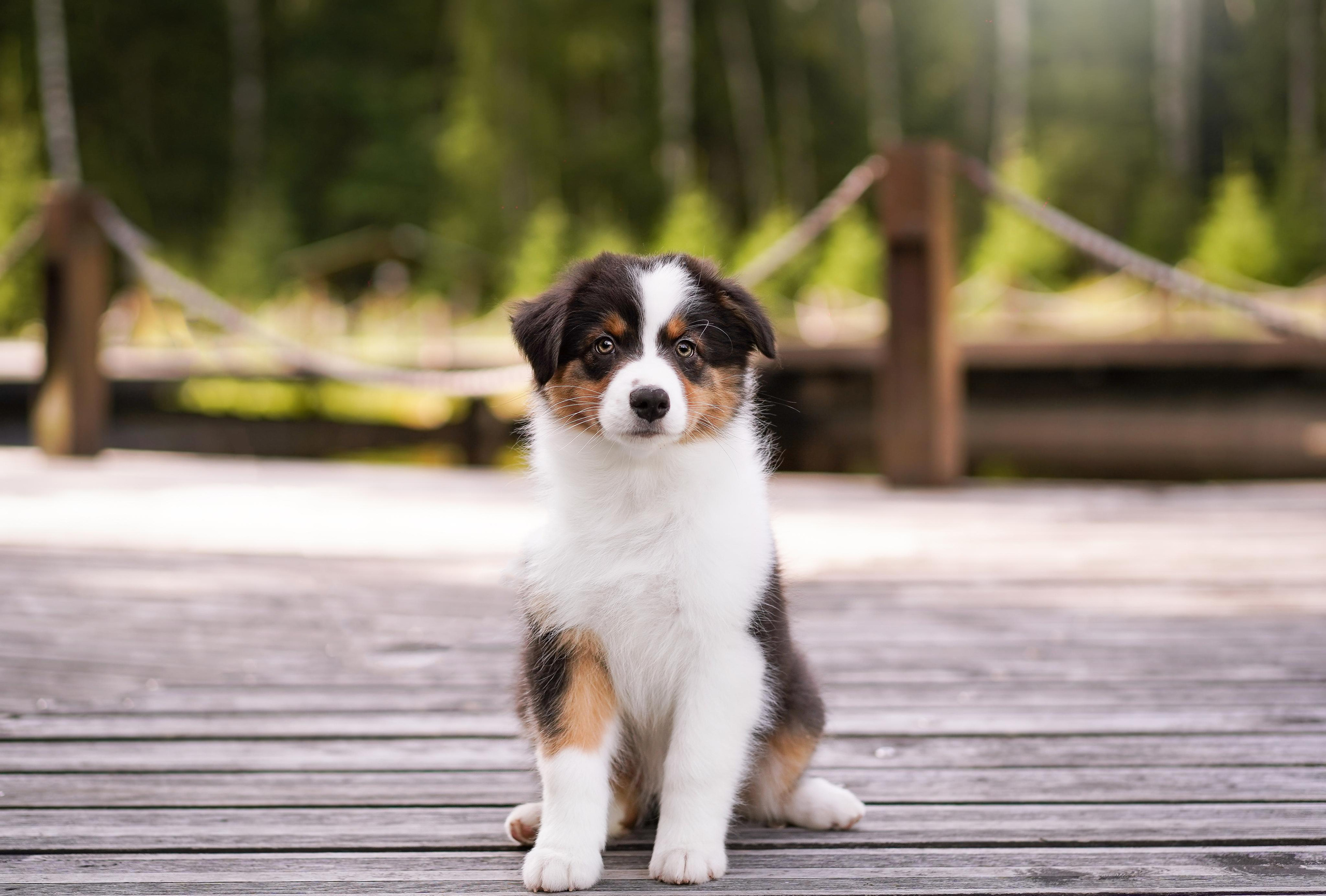 Щены аусси. Фотограф-анималист в Санкт-Петербурге Яна Мартынова