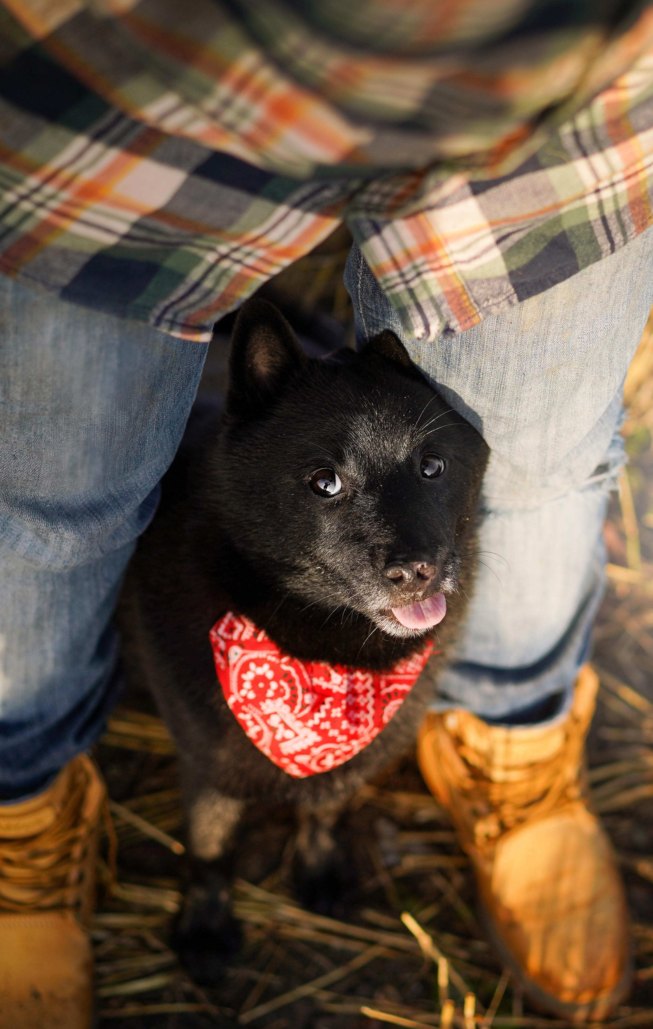Аня и Арчи. Фотограф-анималист в Санкт-Петербурге Яна Мартынова