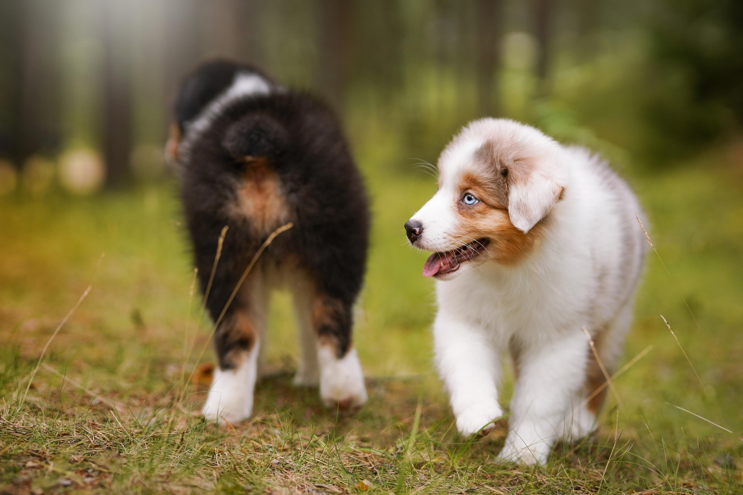 Щены аусси. Фотограф-анималист в Санкт-Петербурге Яна Мартынова