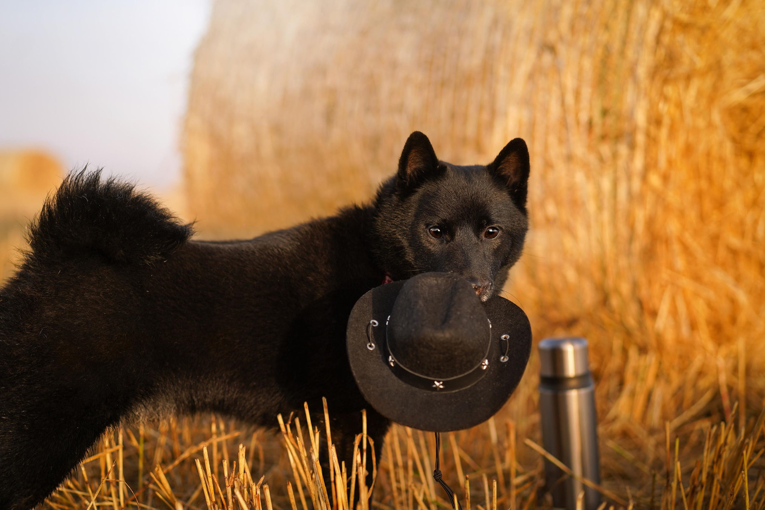 Аня и Арчи. Фотограф-анималист в Санкт-Петербурге Яна Мартынова