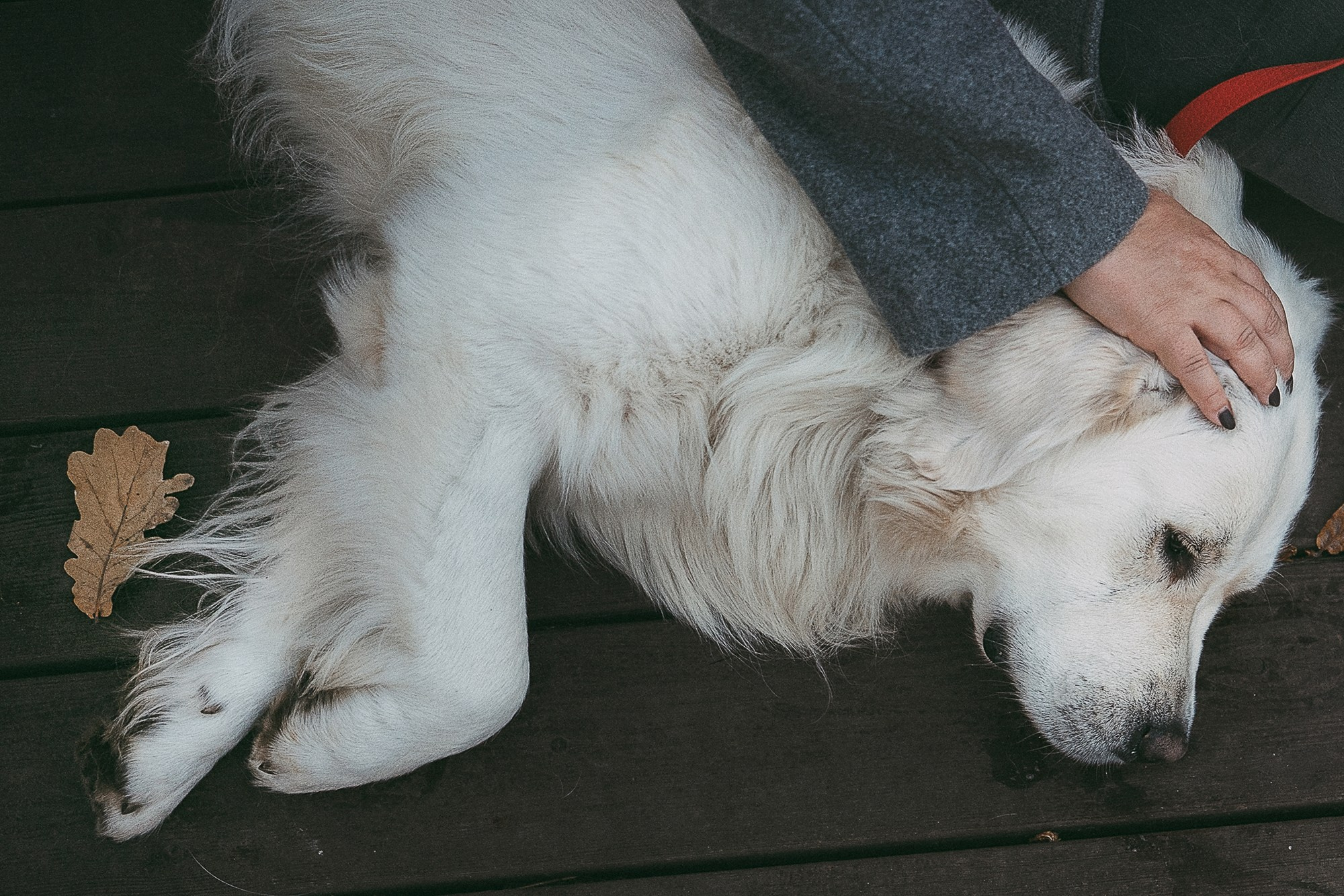Лена и Мерлин. Фотограф анималист в Москве и Санкт-Петербурге Свиридова Анна