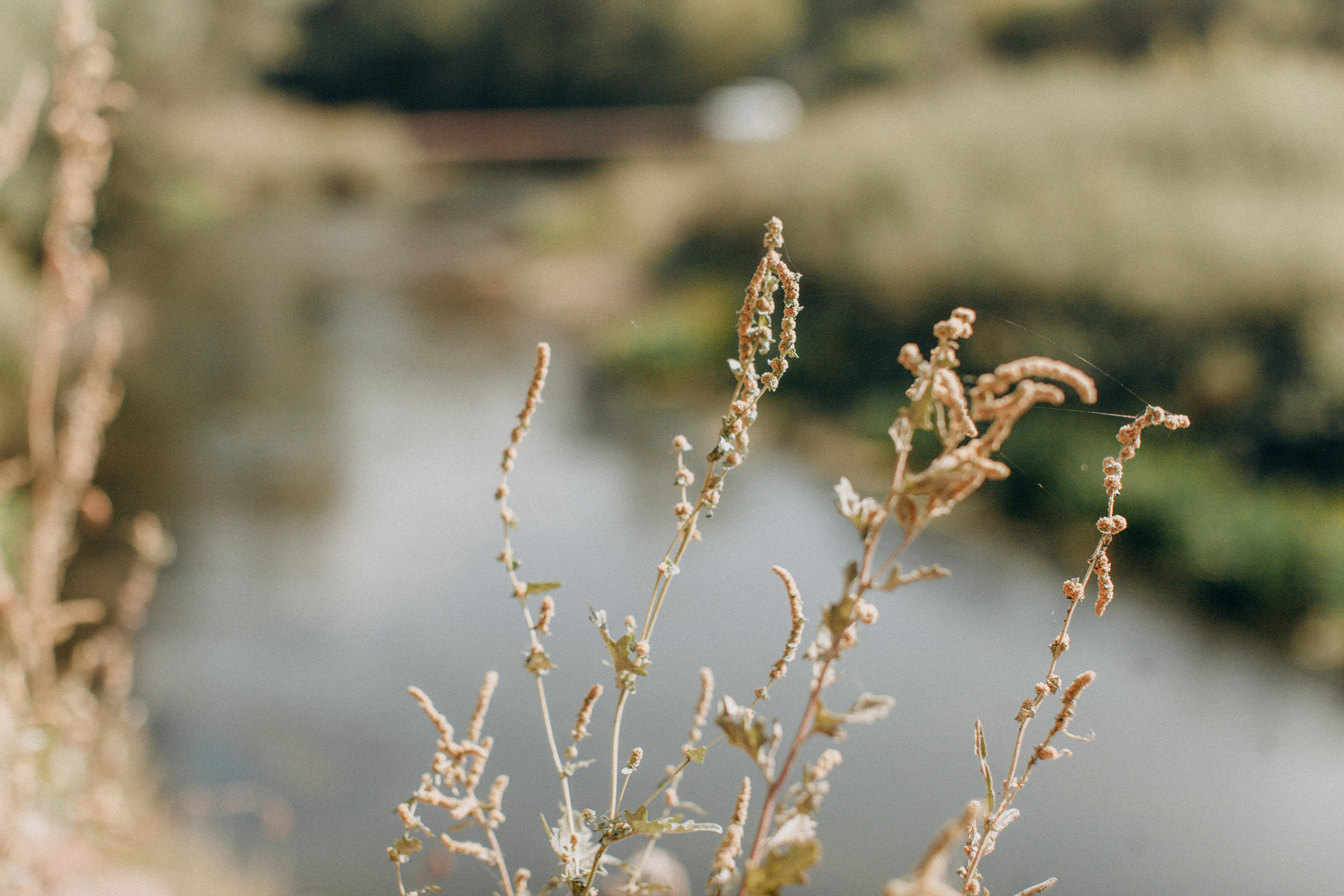 Свадебный фотограф. Отрадный. Свадебный и семейный фотограф в Самаре и Сочи