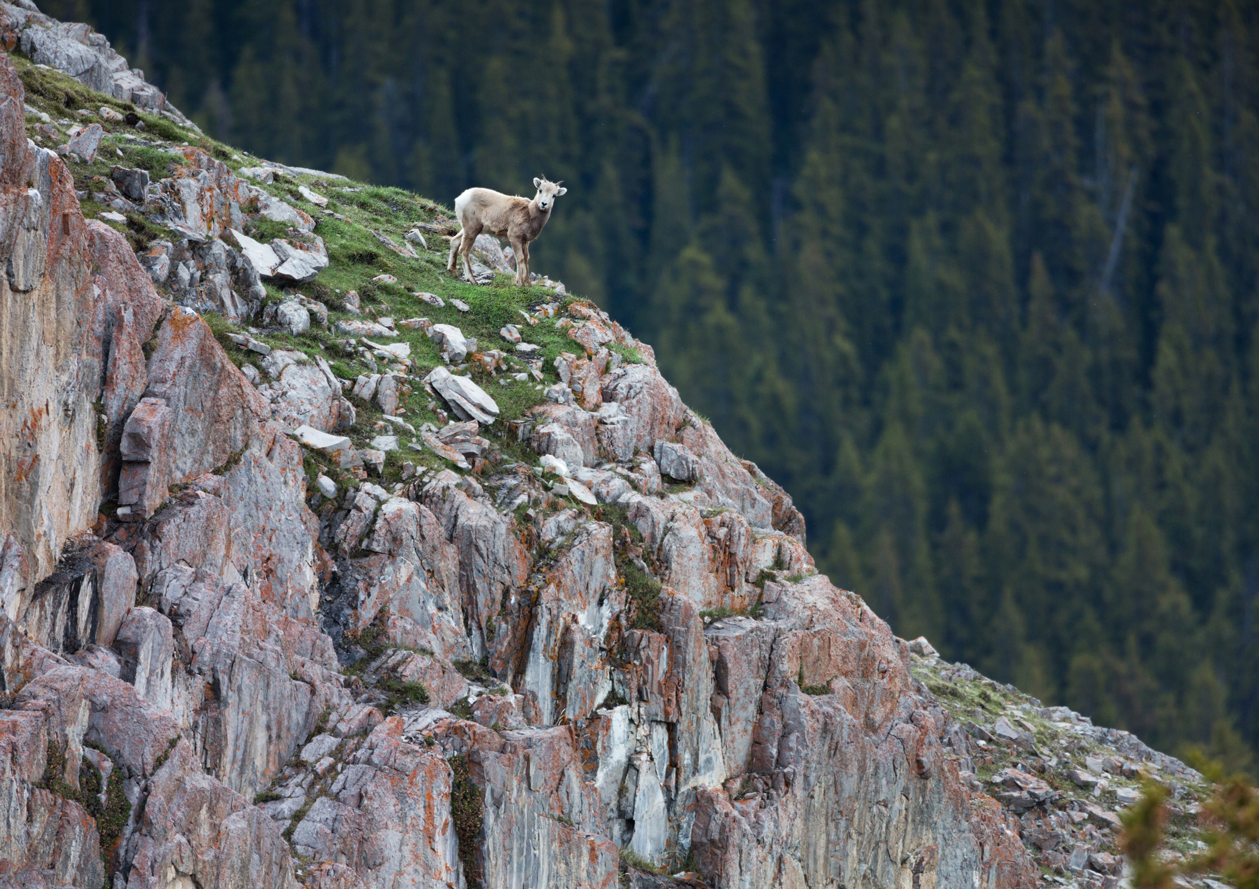Канада. Фотограф Владимир Медведев