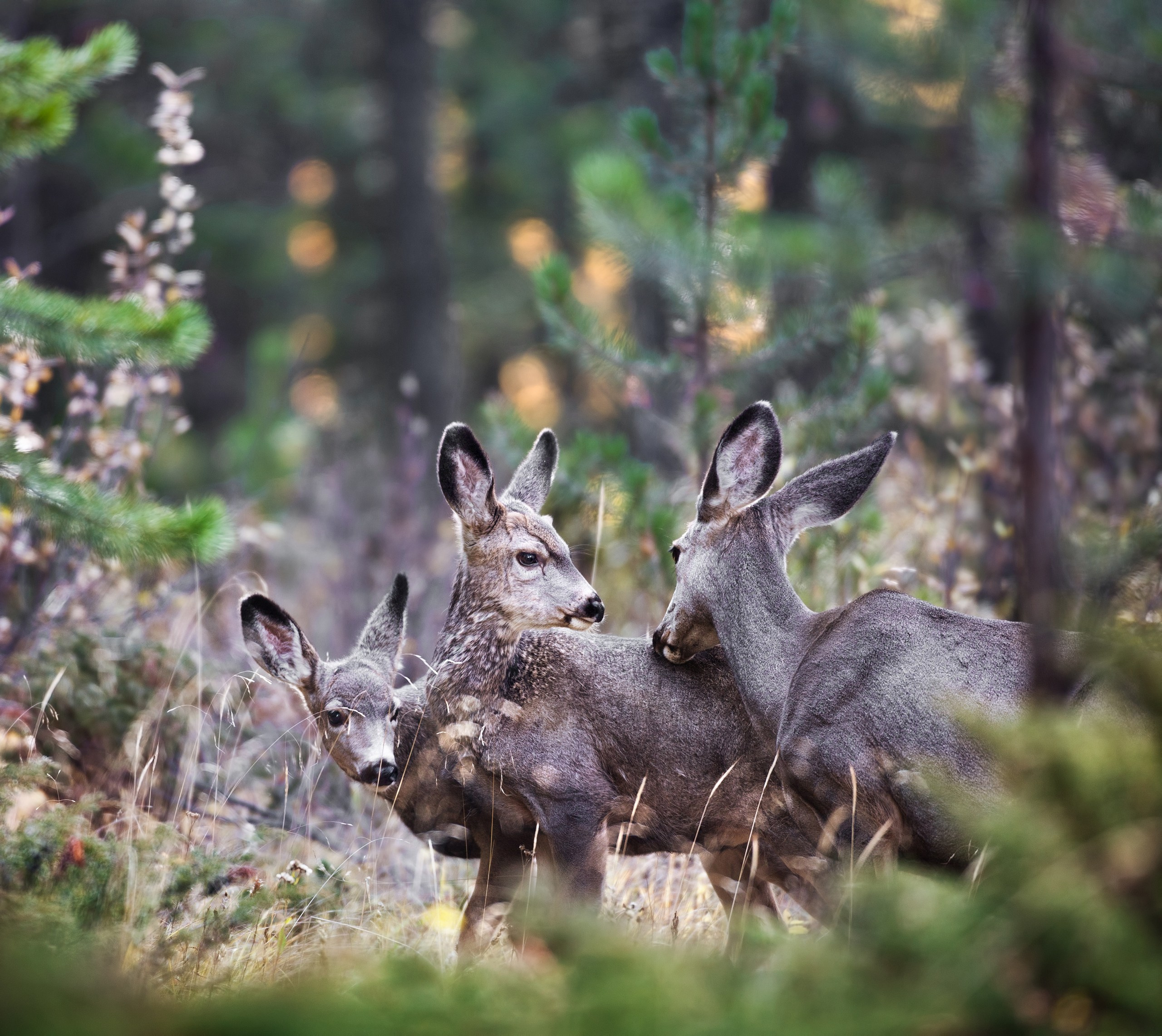 Канада. Фотограф Владимир Медведев