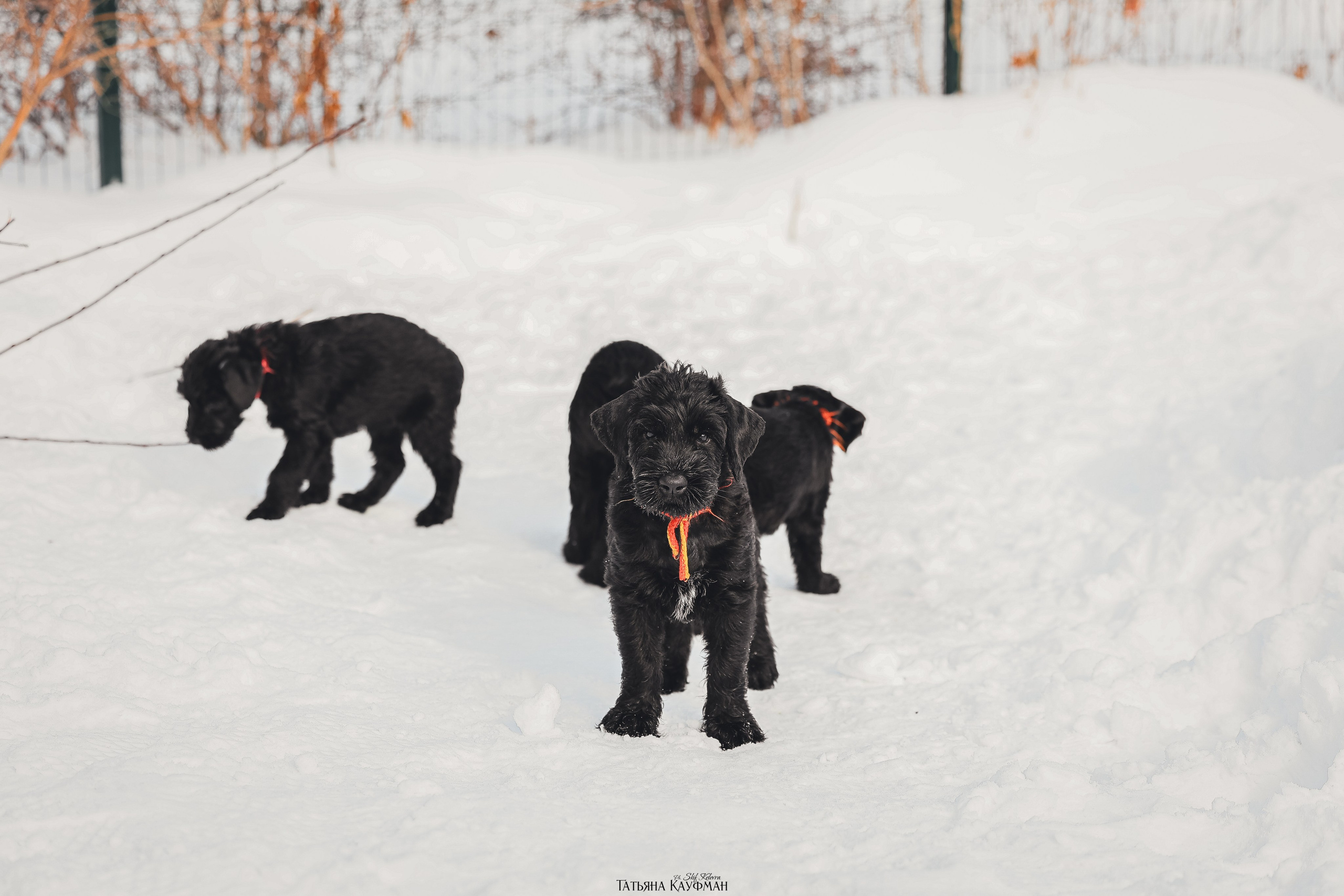 Ризеншнауцер, щенки ризеншнауцера, купить ризеншнауцера, купить щенка, ризеншнауцер Новосибирск, фотосъемка щенков, фотосессия собак, заказать фотосессию, фотографии щенков, сфотографировать щенка, фотограф Анималист, фотограф собак Новосибирск, фотограф анималист Новосибирск