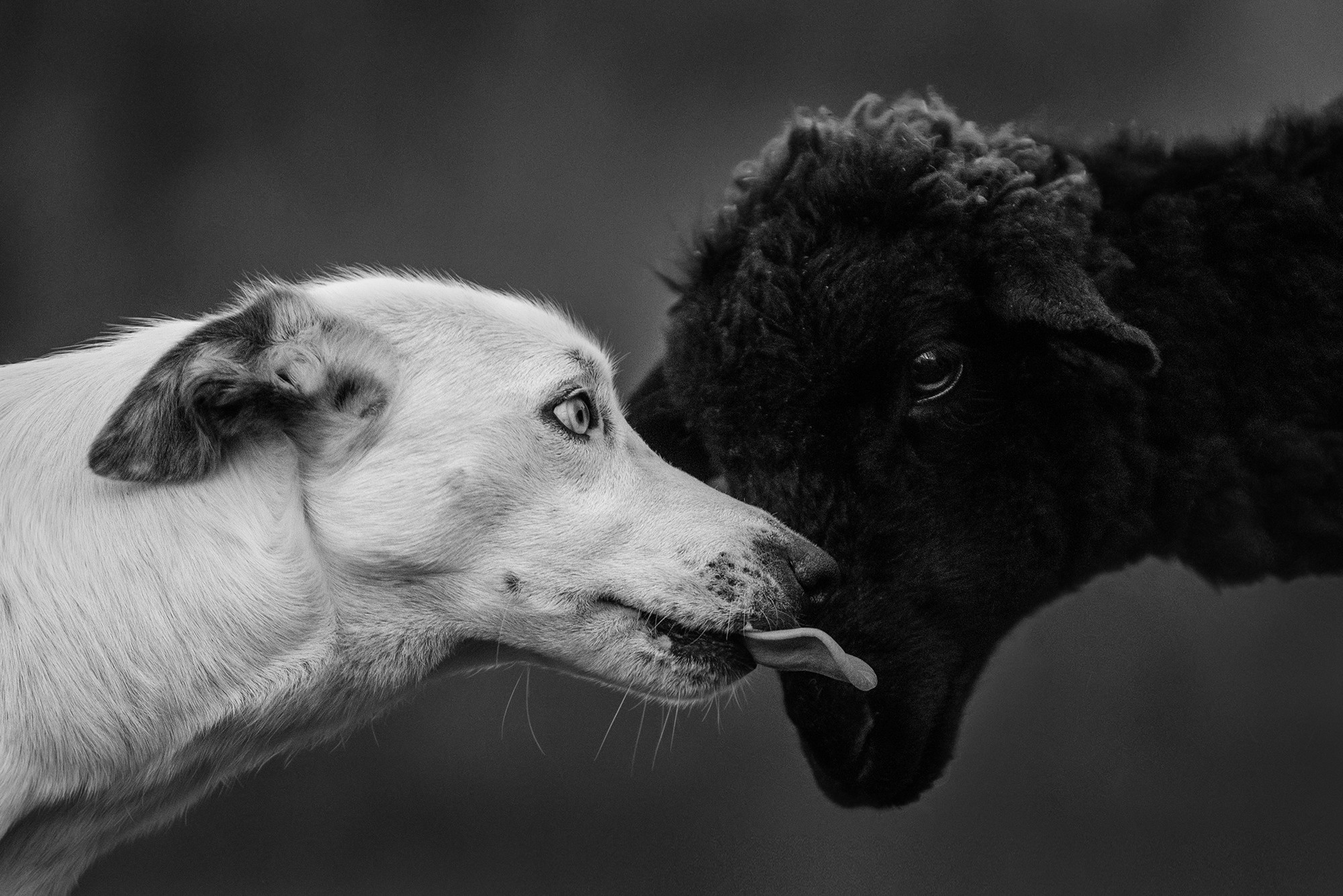 Пастьба. Фотограф Анна Тюрина