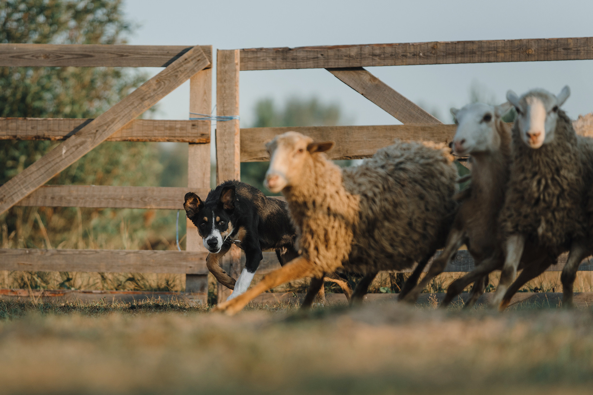 Пастьба. Фотограф Анна Тюрина
