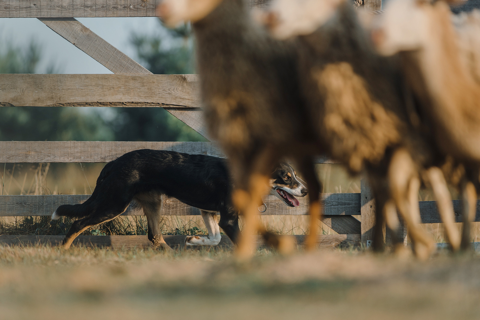 Пастьба. Фотограф Анна Тюрина