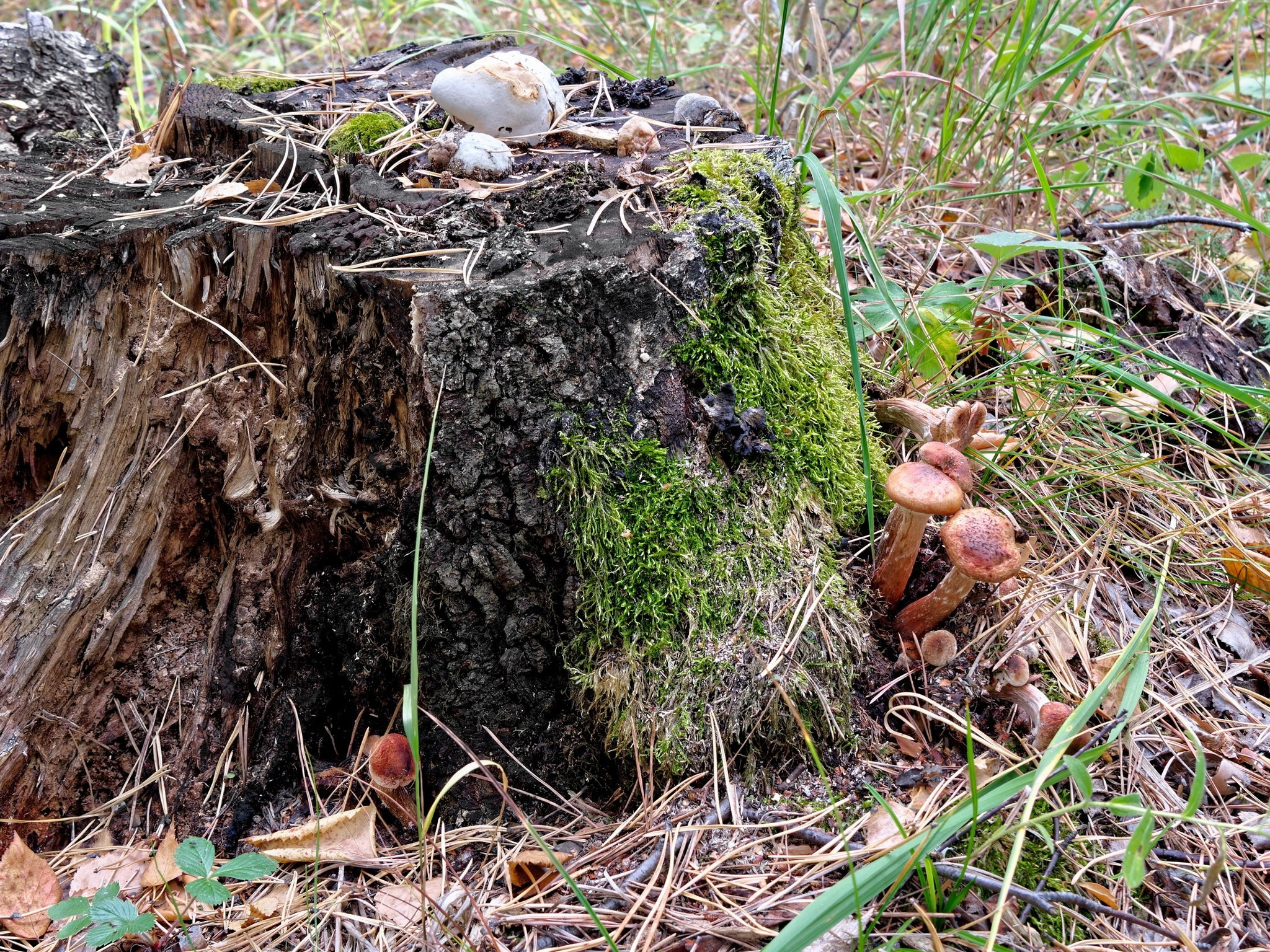 Боровое 2022 (из архива). Избранные фотографии