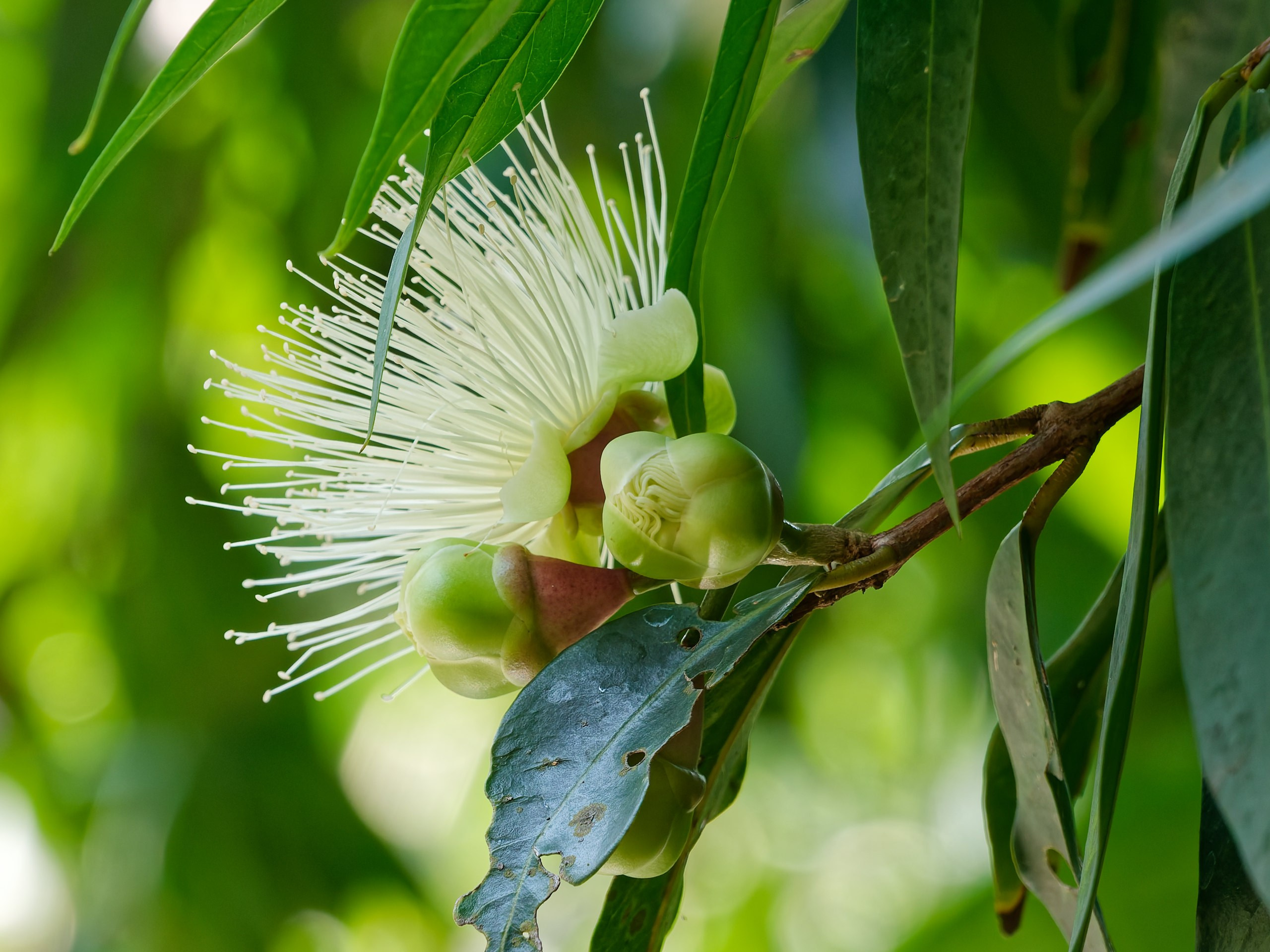 Хайнань 2026, флора, цветы и деревья. Фотопрогулки по Миру