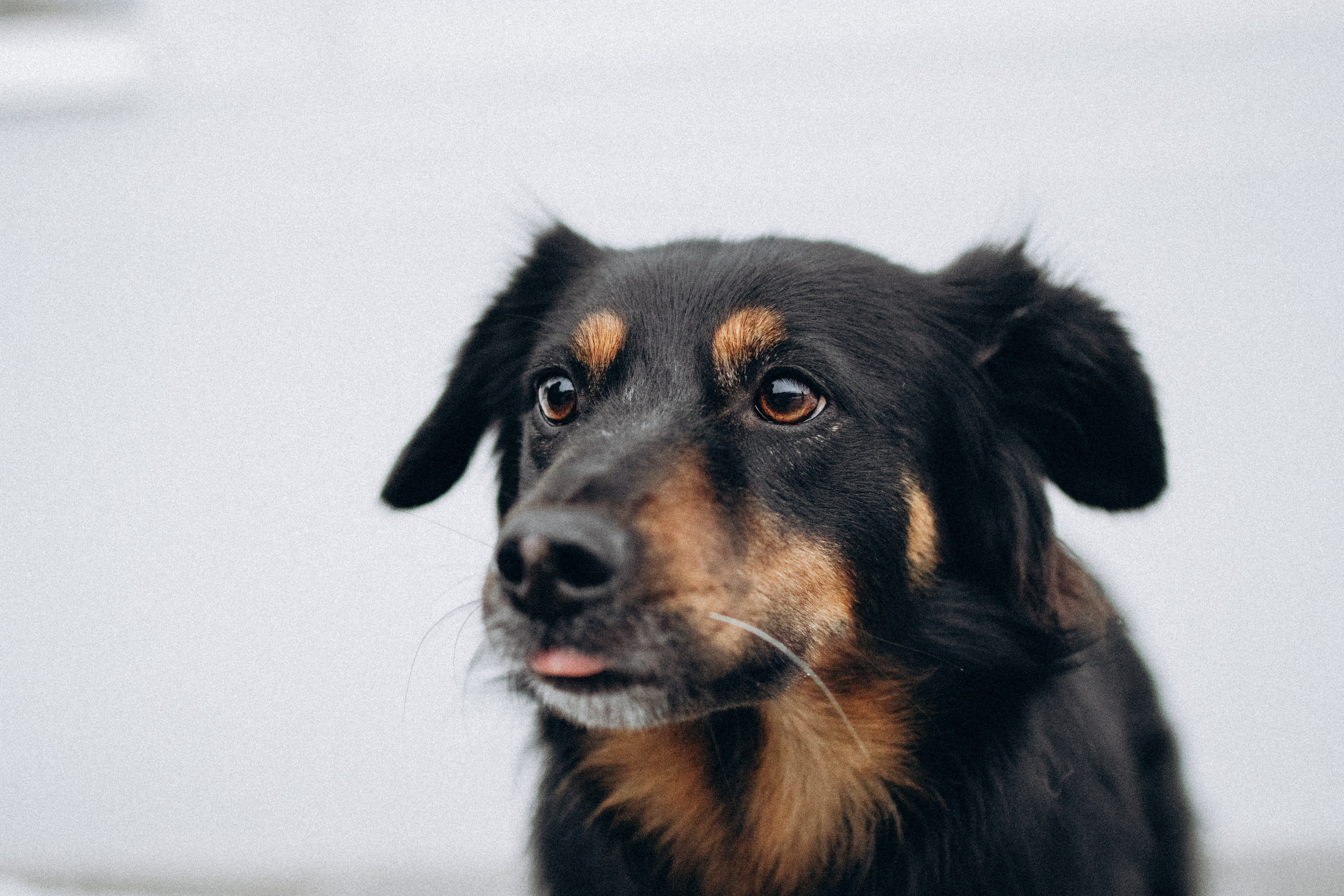 Саша, Ксюша и их банда. Фотораф — анималист Мария Шистка