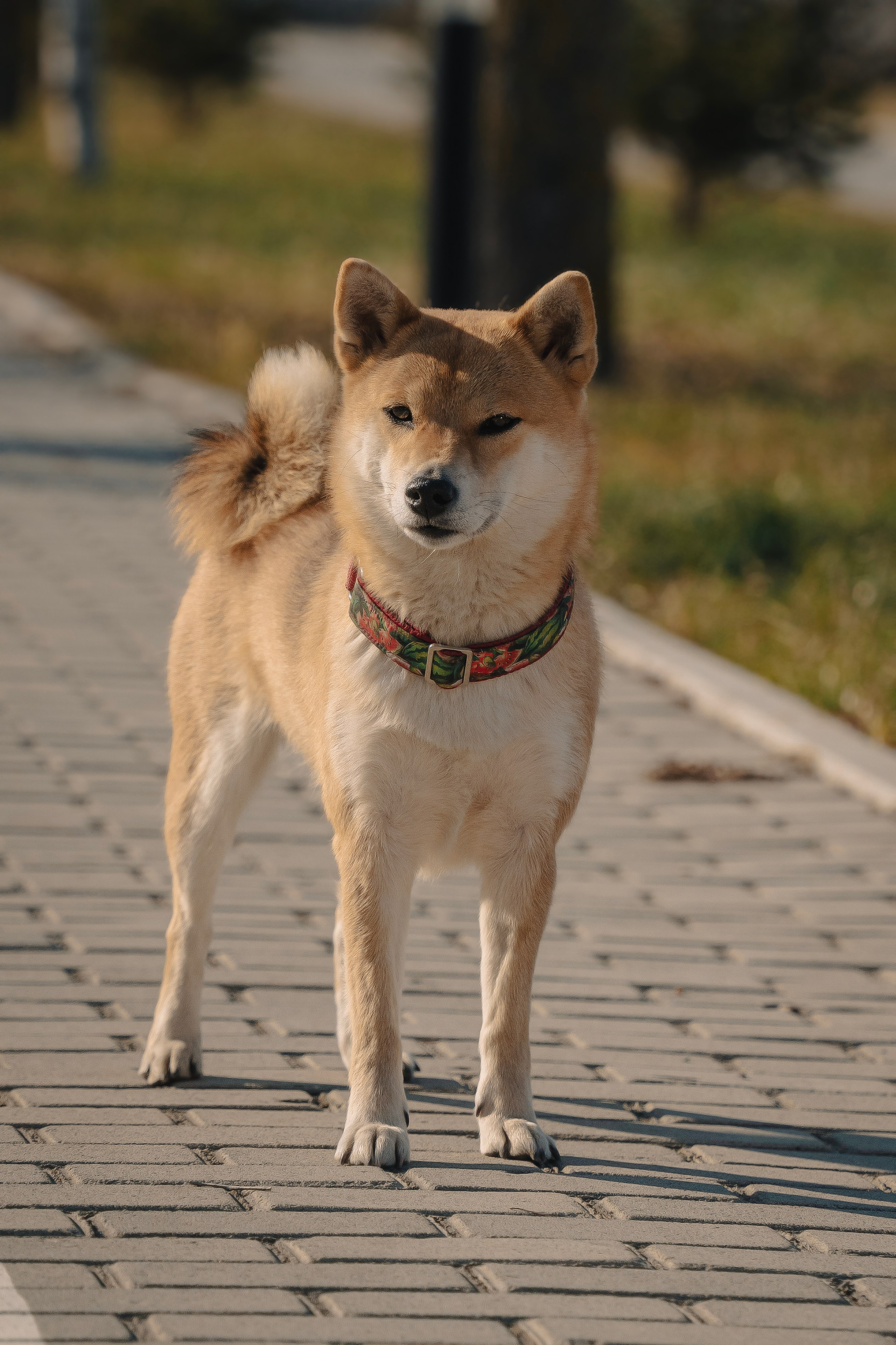 Семейная история. Семейный фотограф анималист г. Находка