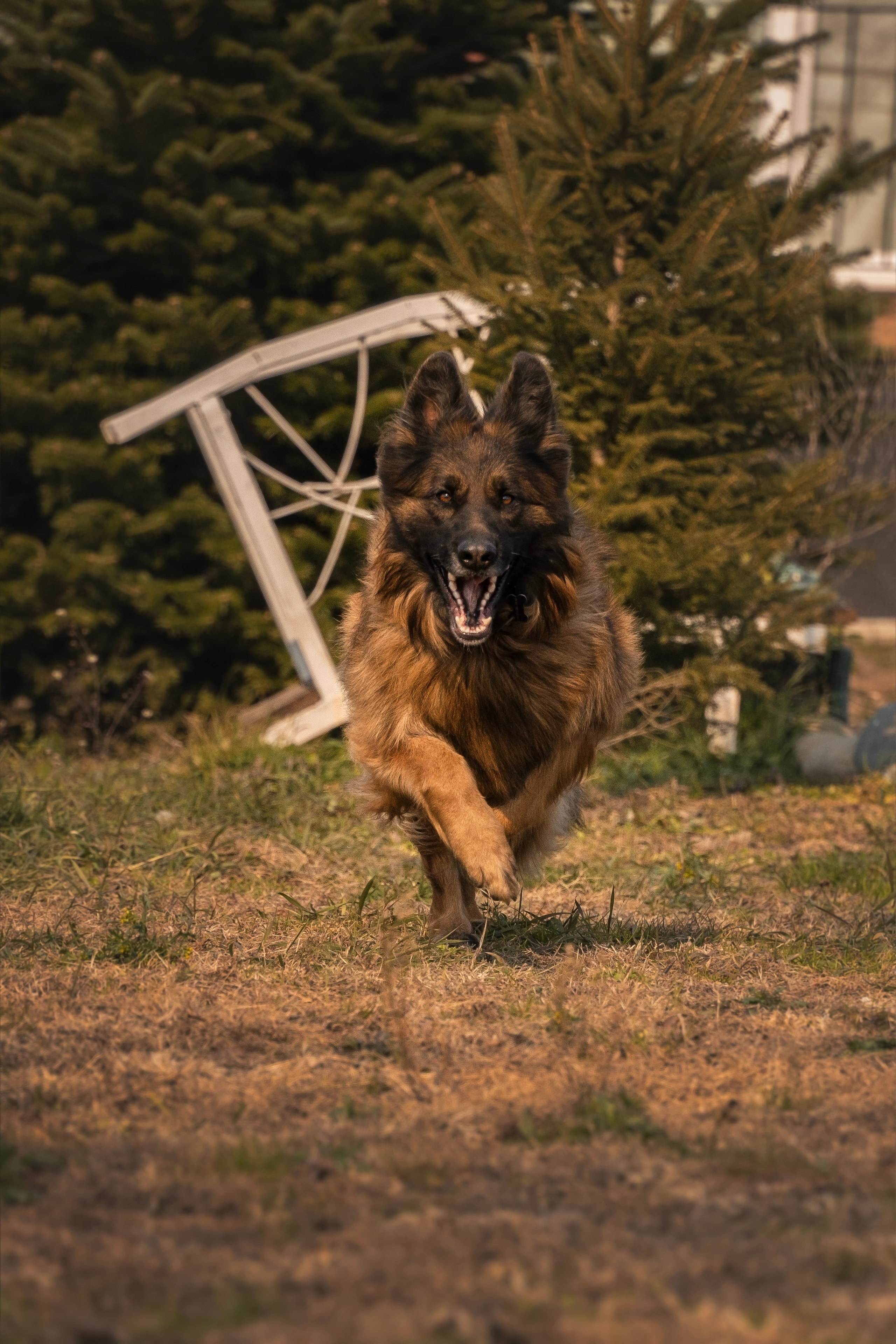 Фото Прогулки. Семейный фотограф анималист г. Находка
