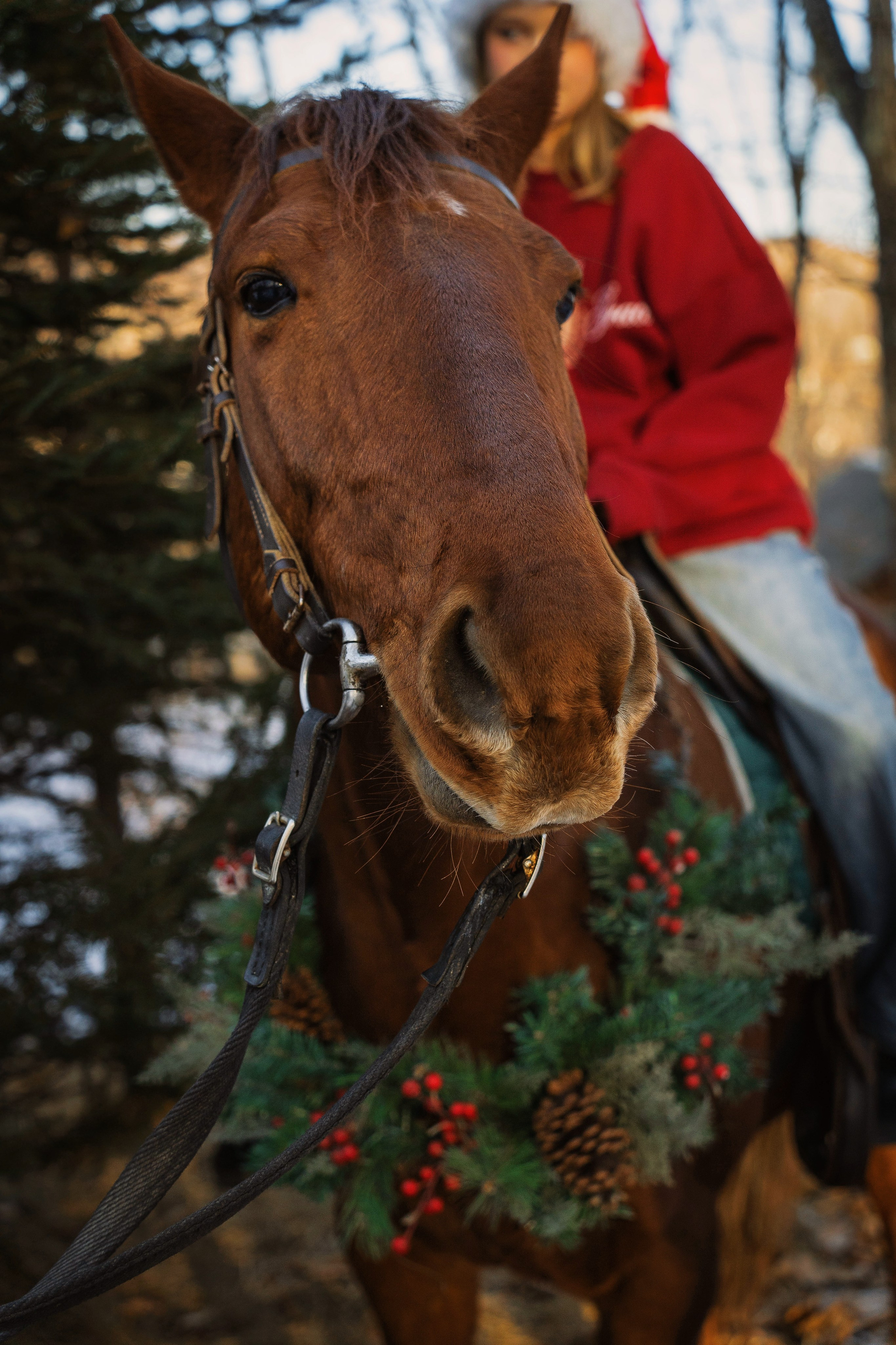 Фотодень «Символ 2026 года». Семейный фотограф анималист г. Находка
