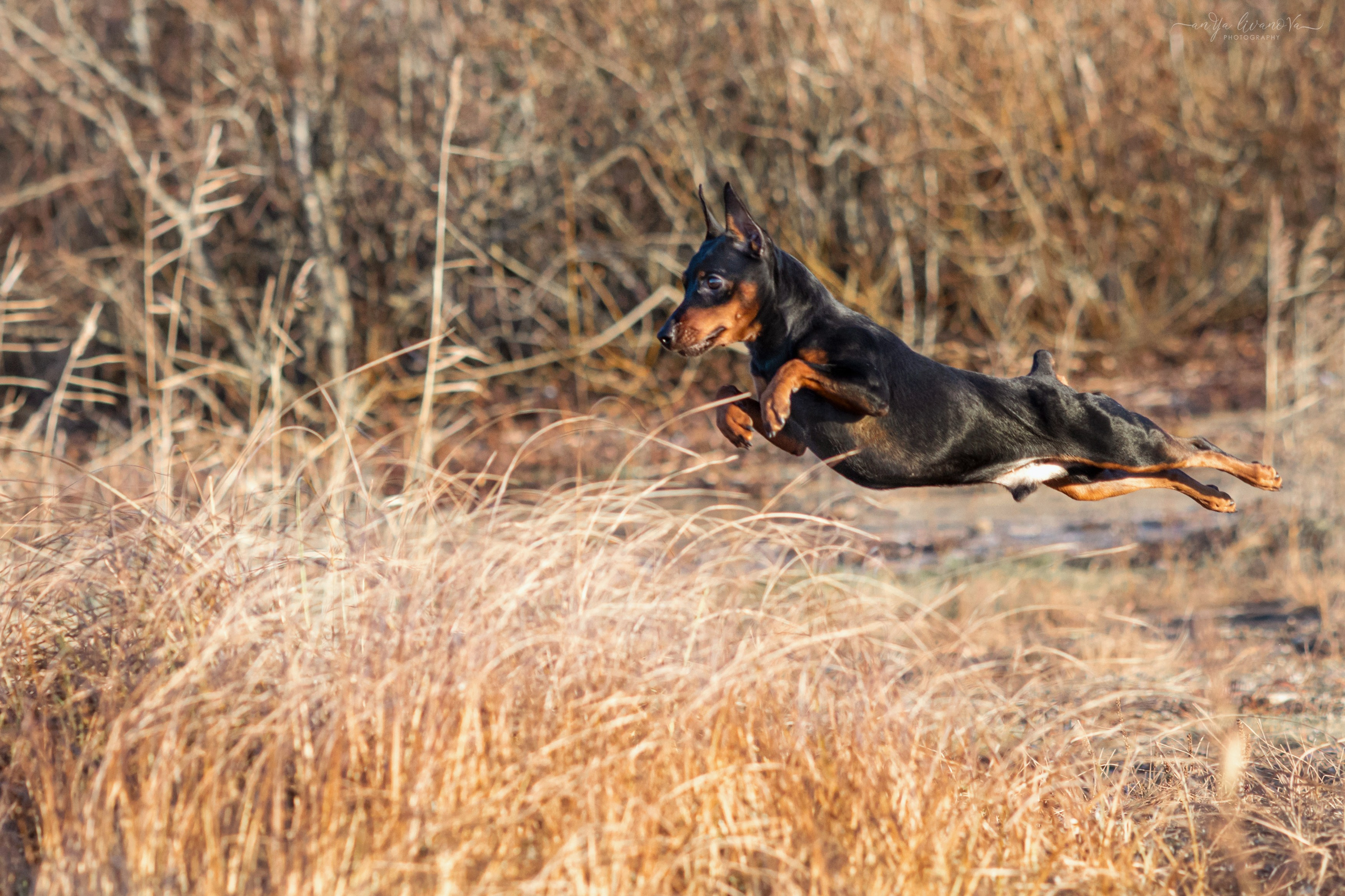 Лёня. Фотограф анималист Аня Ливанова | Рыбинск