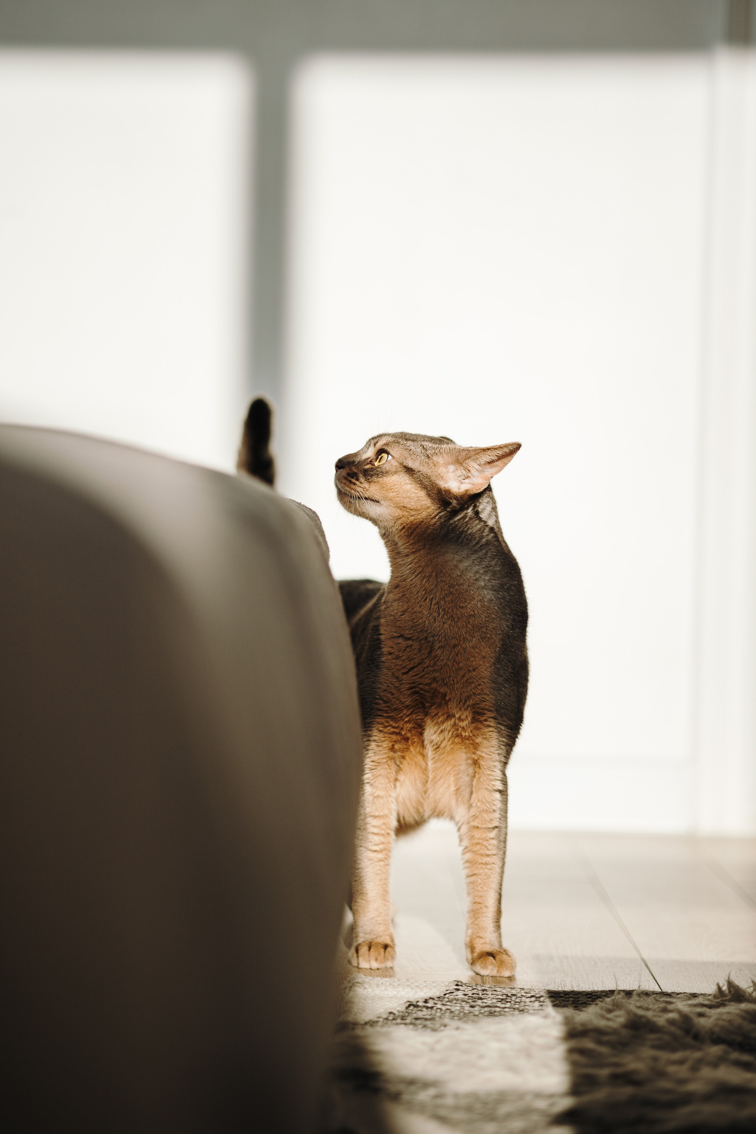 Циско и его семья. Фотограф — Анималист | Санкт-Петербург