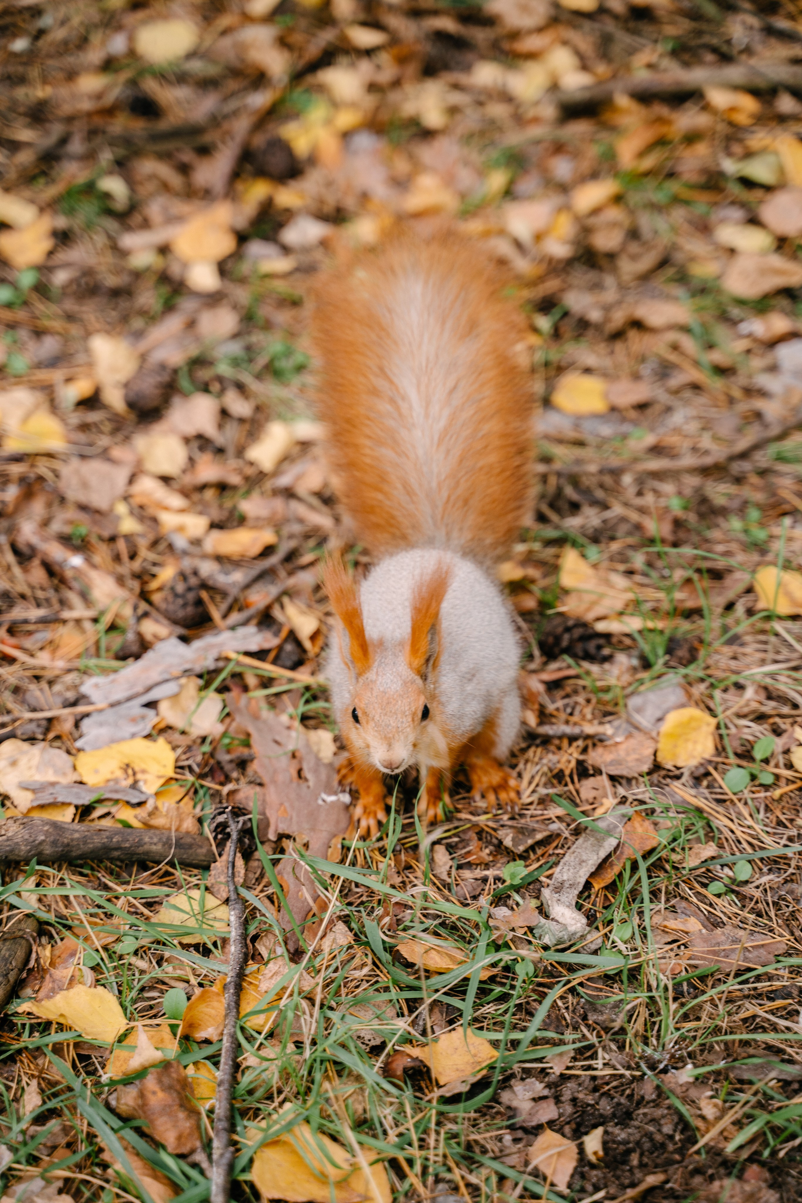 Денис и Алена. Свадебный фотограф Юлия Копылова
