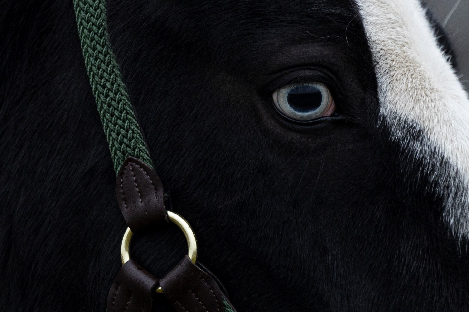 Дракарис и Кейси. Фотограф-анималист Анна Маринич
