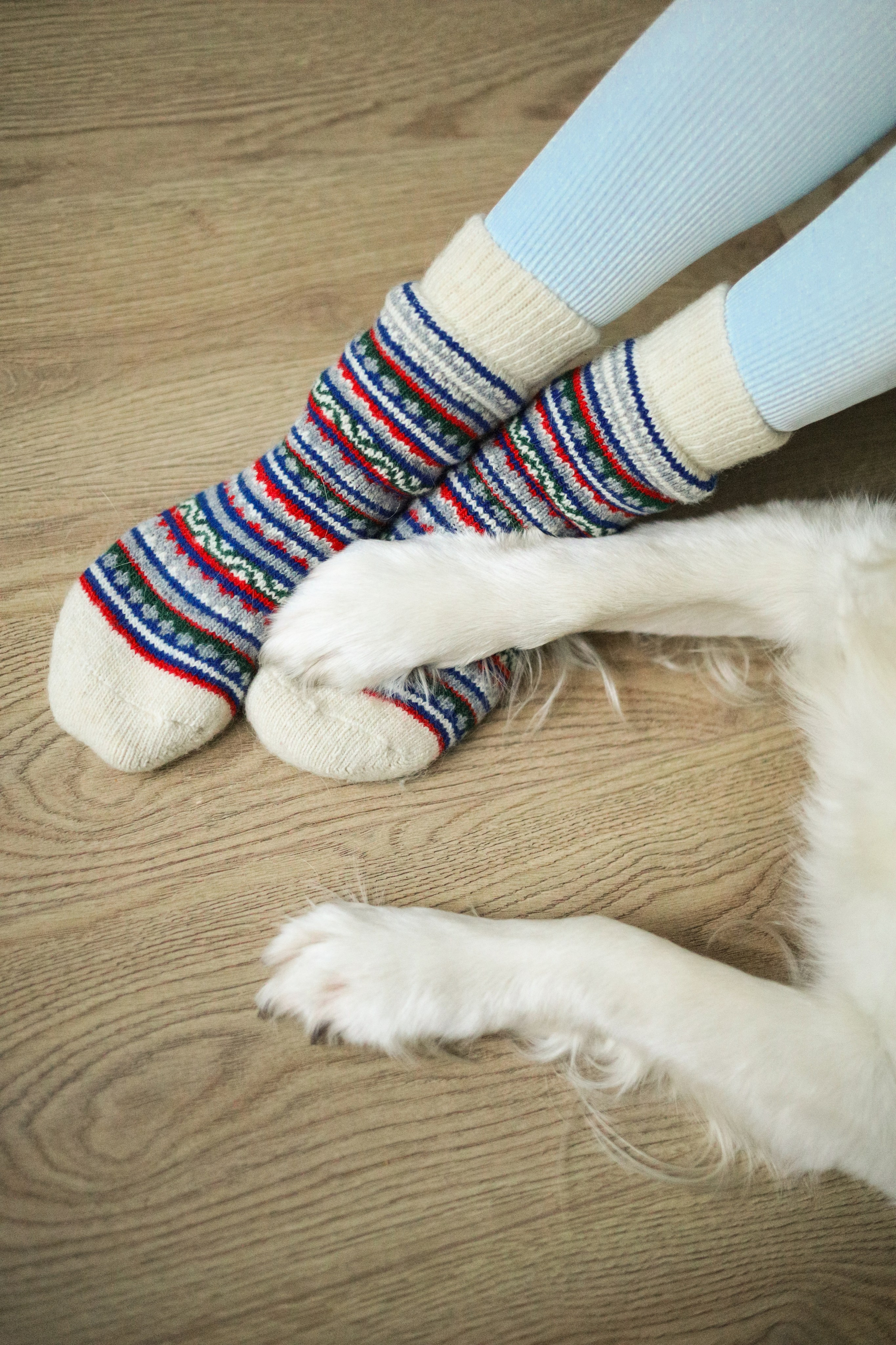 Зиз и Юля. Новогодняя. Фотограф-анималист Ксения Шевцова|Москва