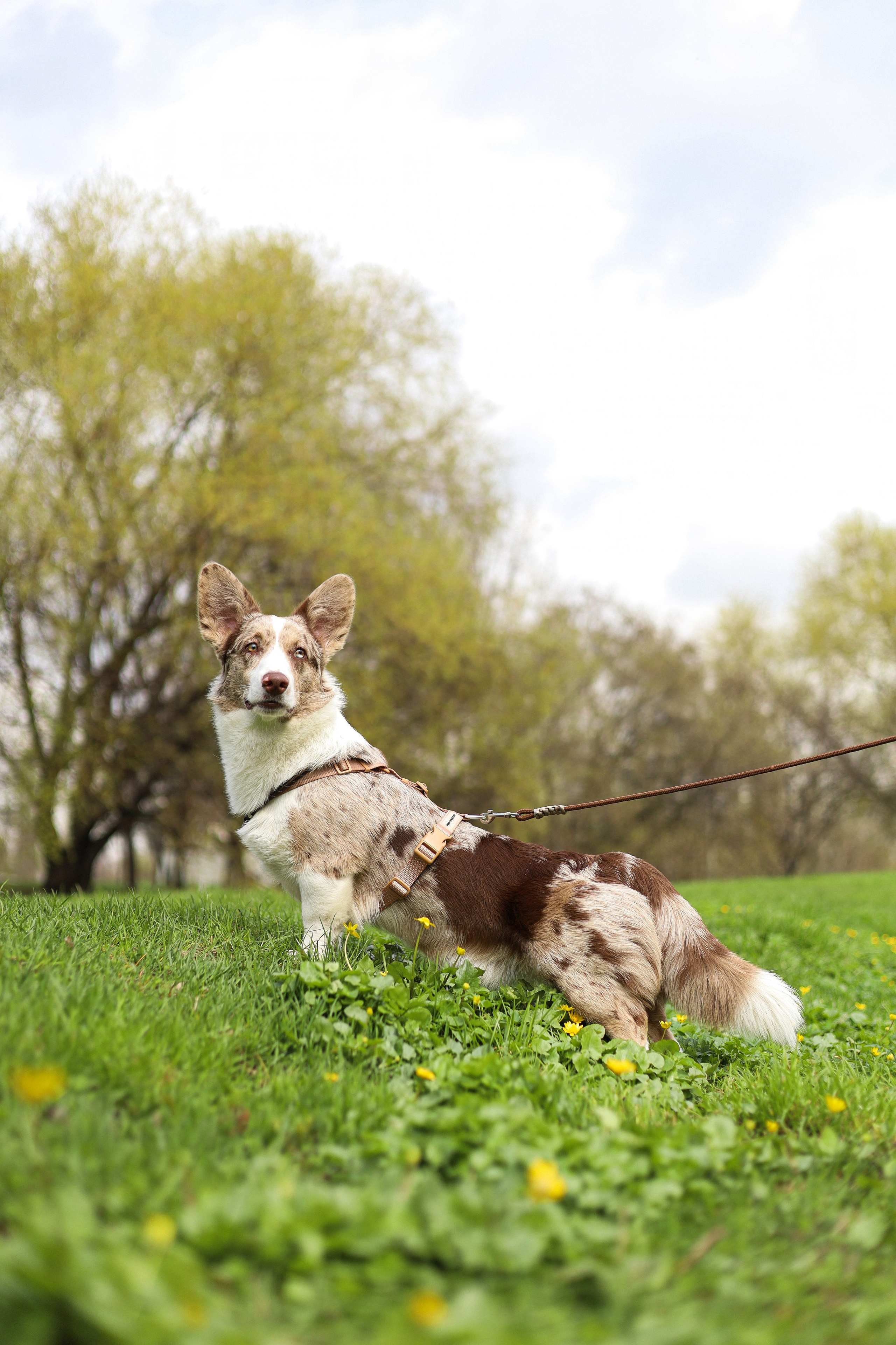Анджей, Софья и Андрей. Фотограф-анималист Ксения Шевцова|Москва