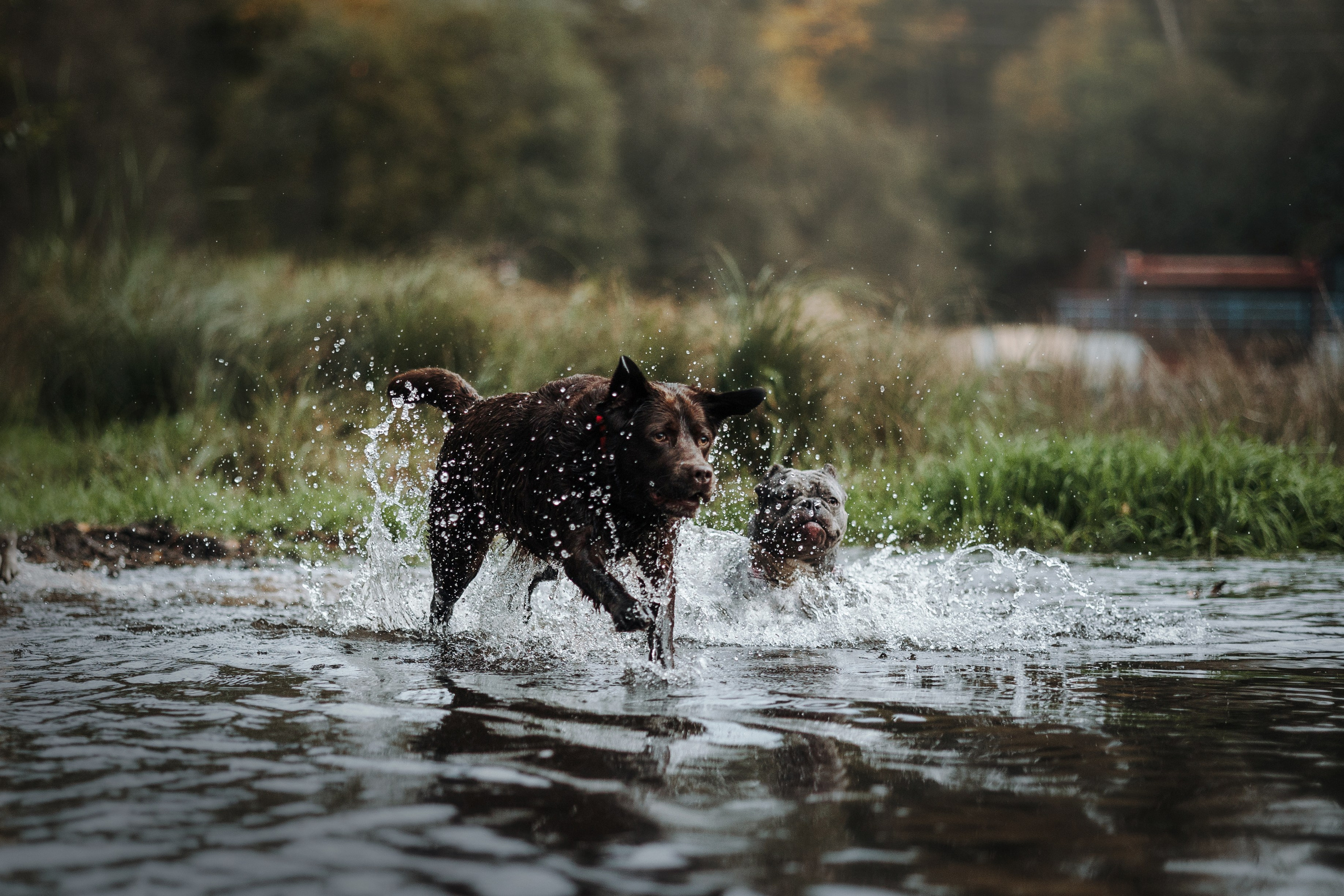 Девочки и их семья. Фотограф — Анималист | Санкт-Петербург