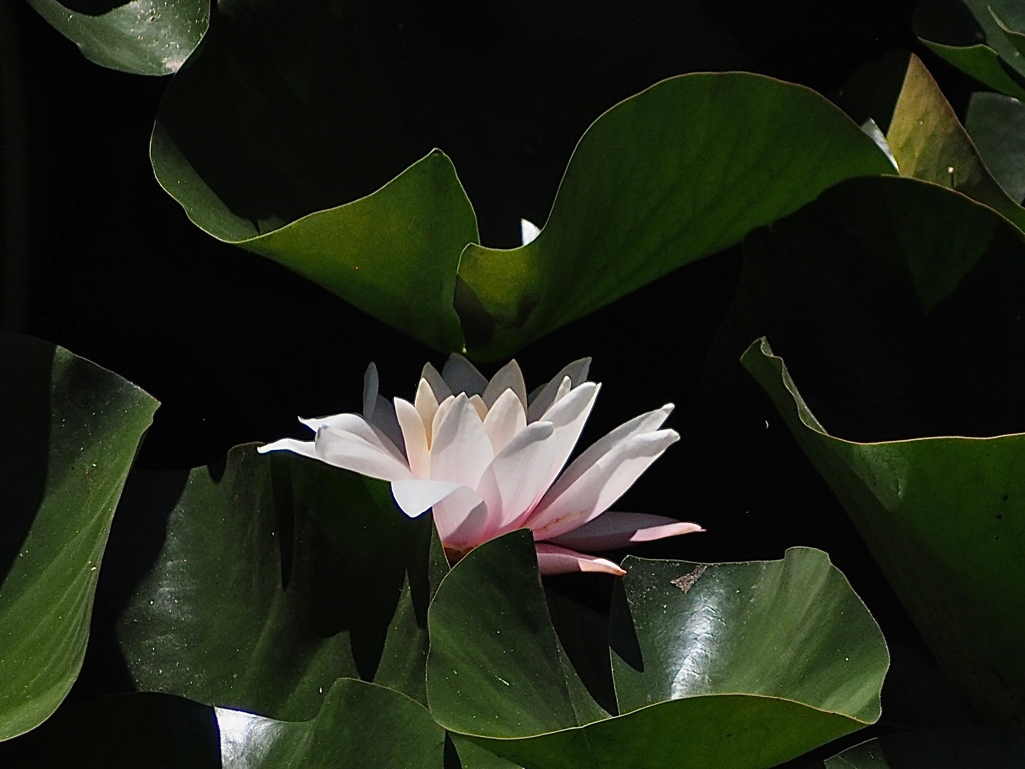 Флора и фауна. Смотри, красота!