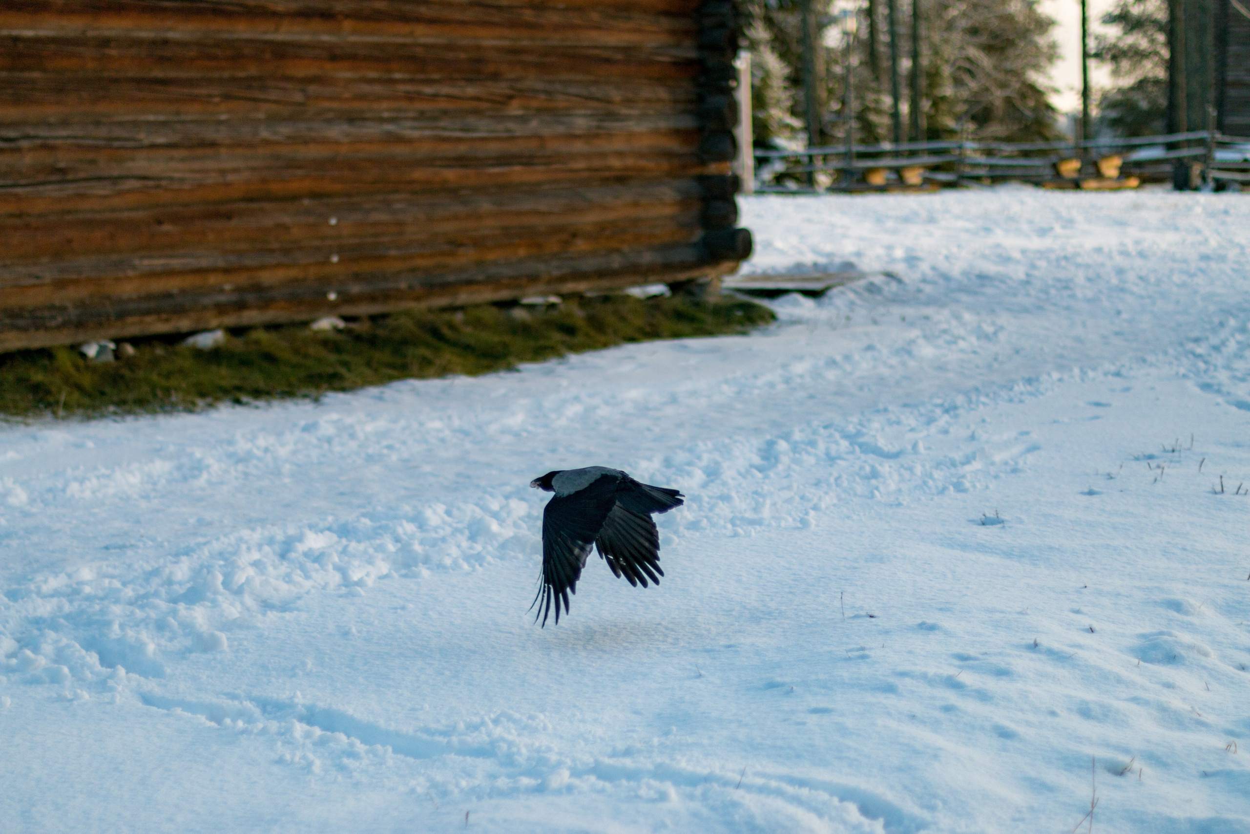 Русский Север, Малые карелы. Фотограф в Сочи