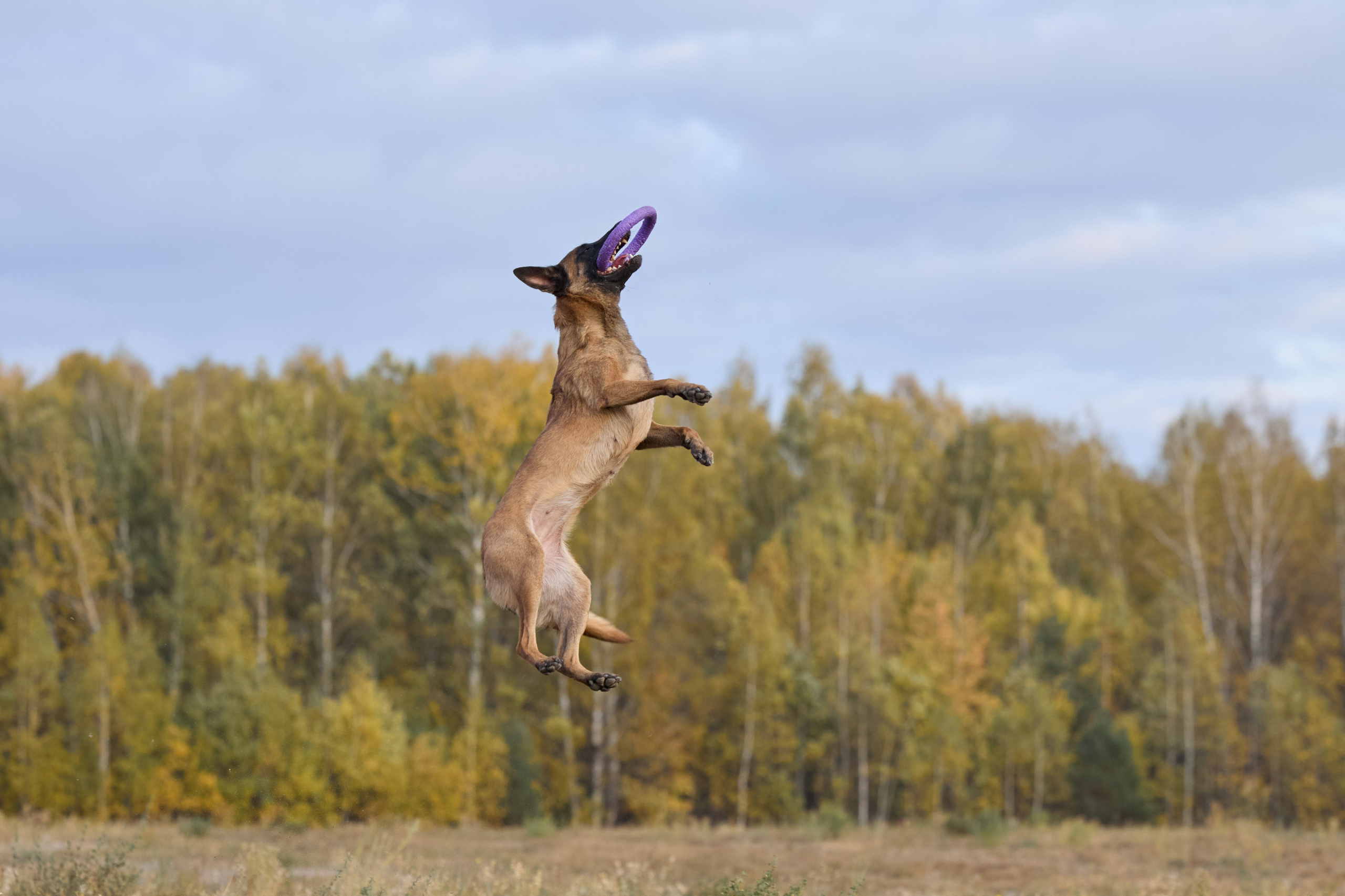 Семейная история. Фотограф анималист в Казани Алина Сулейманова. Фотограф животных