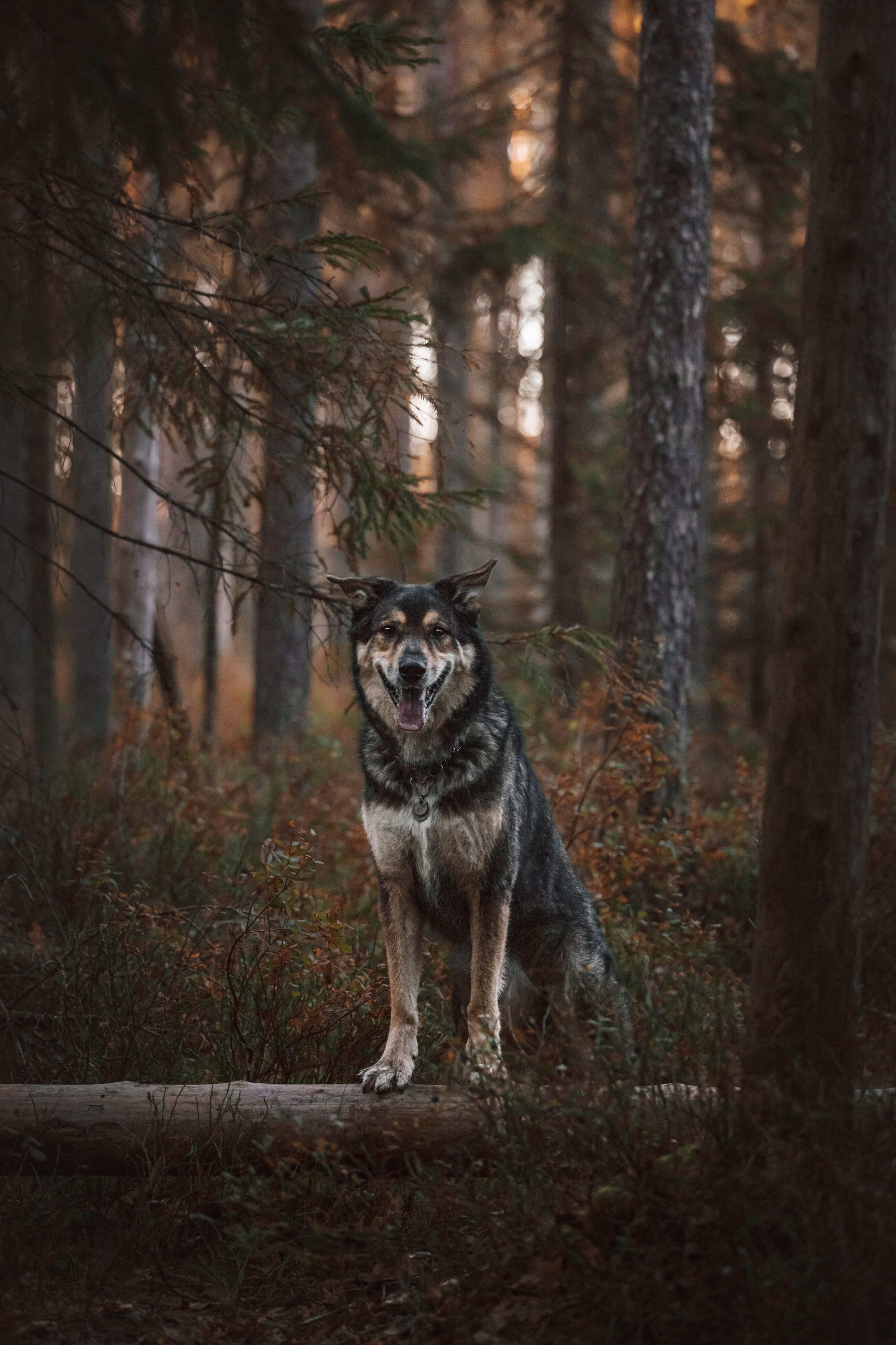 Фотопрогулка в Ленобласти. Фотограф-анималист Татьяна Степанова