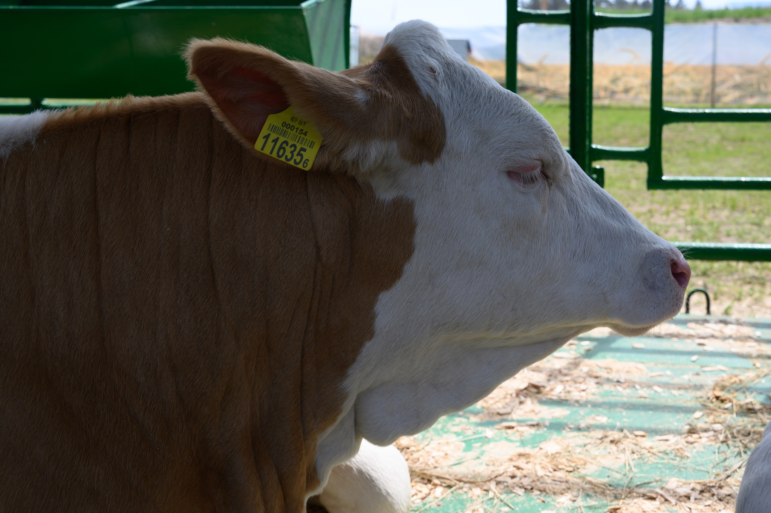 Агровыставка. Фотоуслуги, услуги фотографа, фотографирование важных событий