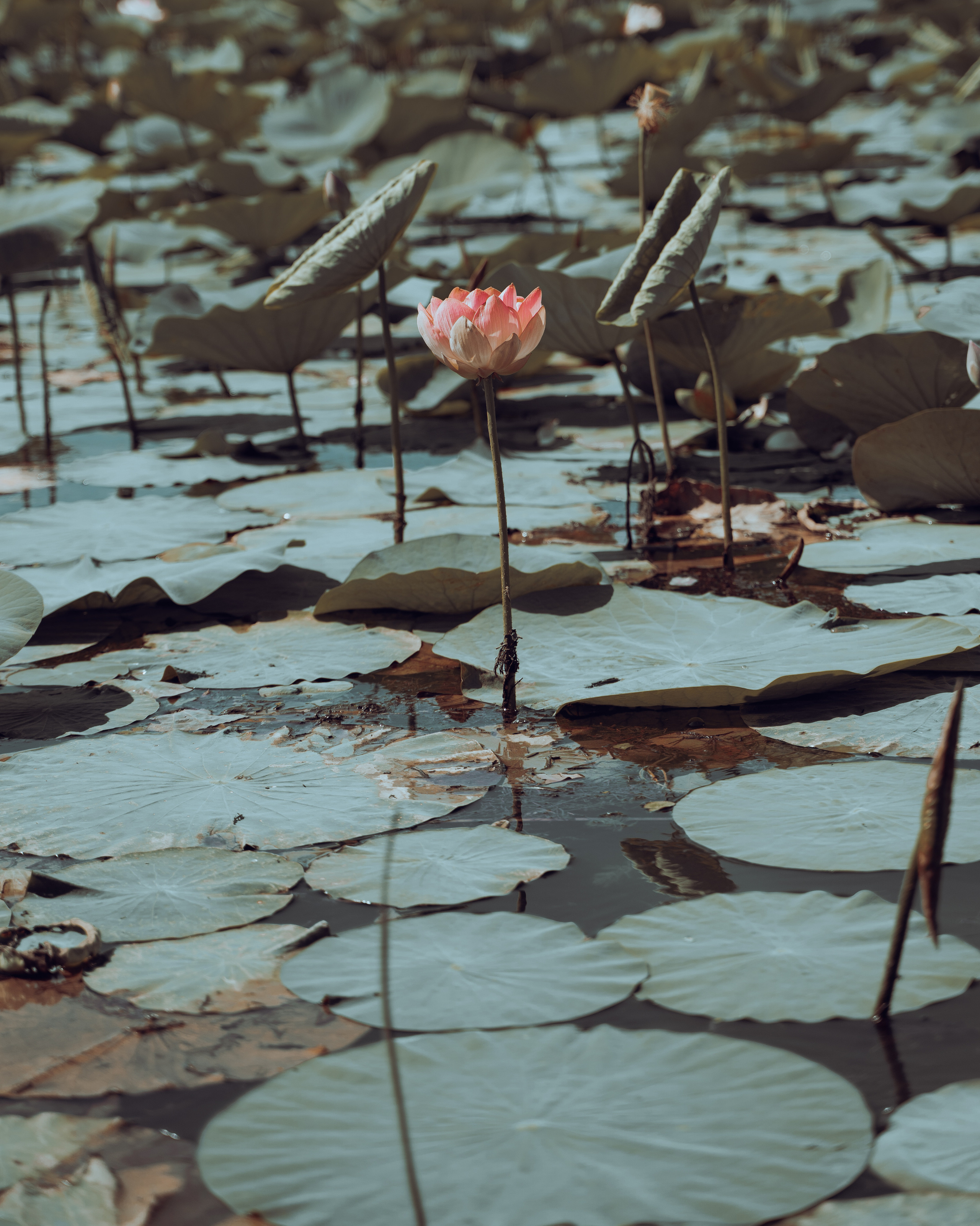 Лотосы. Творческий фотограф взрослых и детей в Москве Анна Блифернец