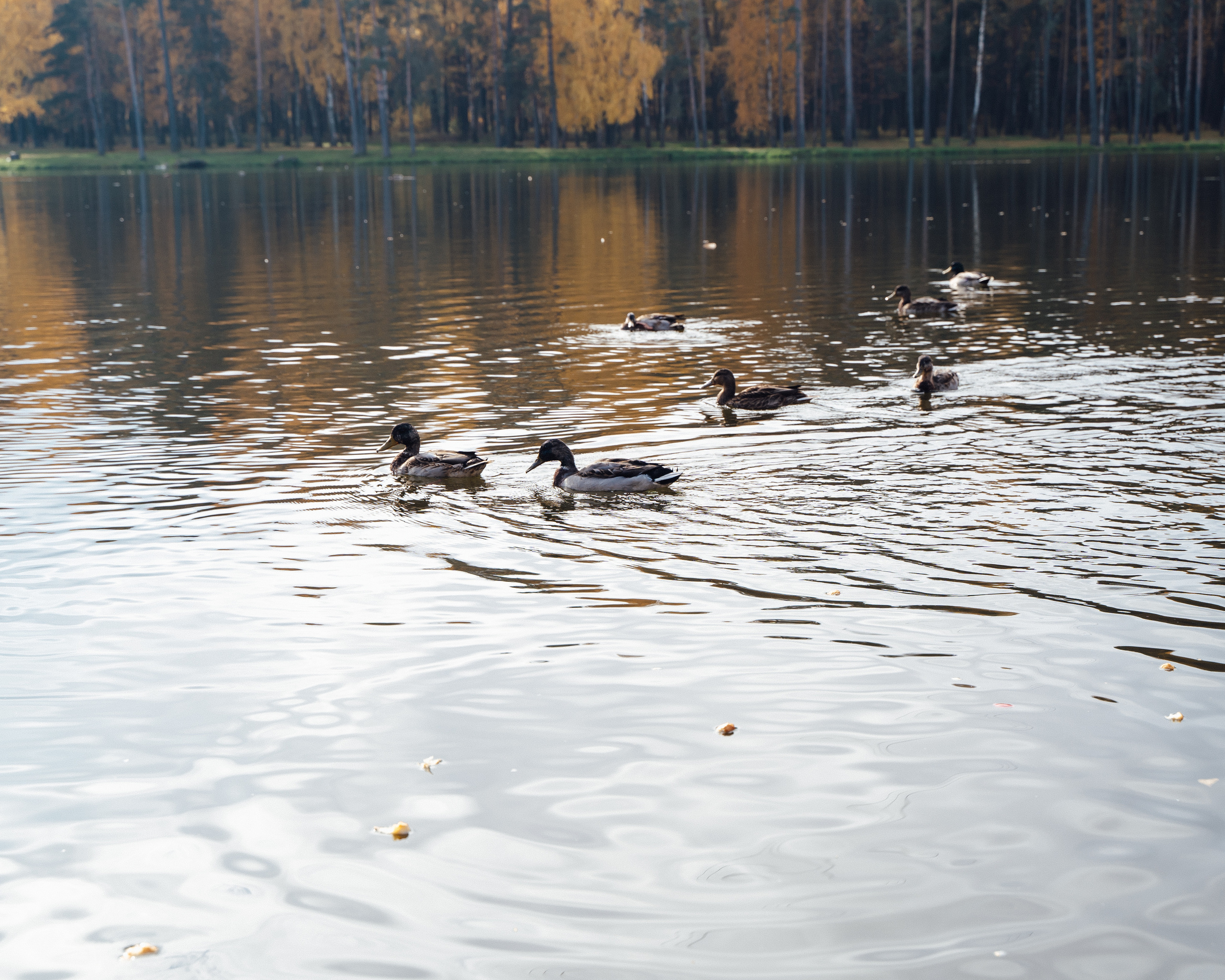 Осенняя прогулка. Творческий фотограф взрослых и детей в Москве Анна Блифернец