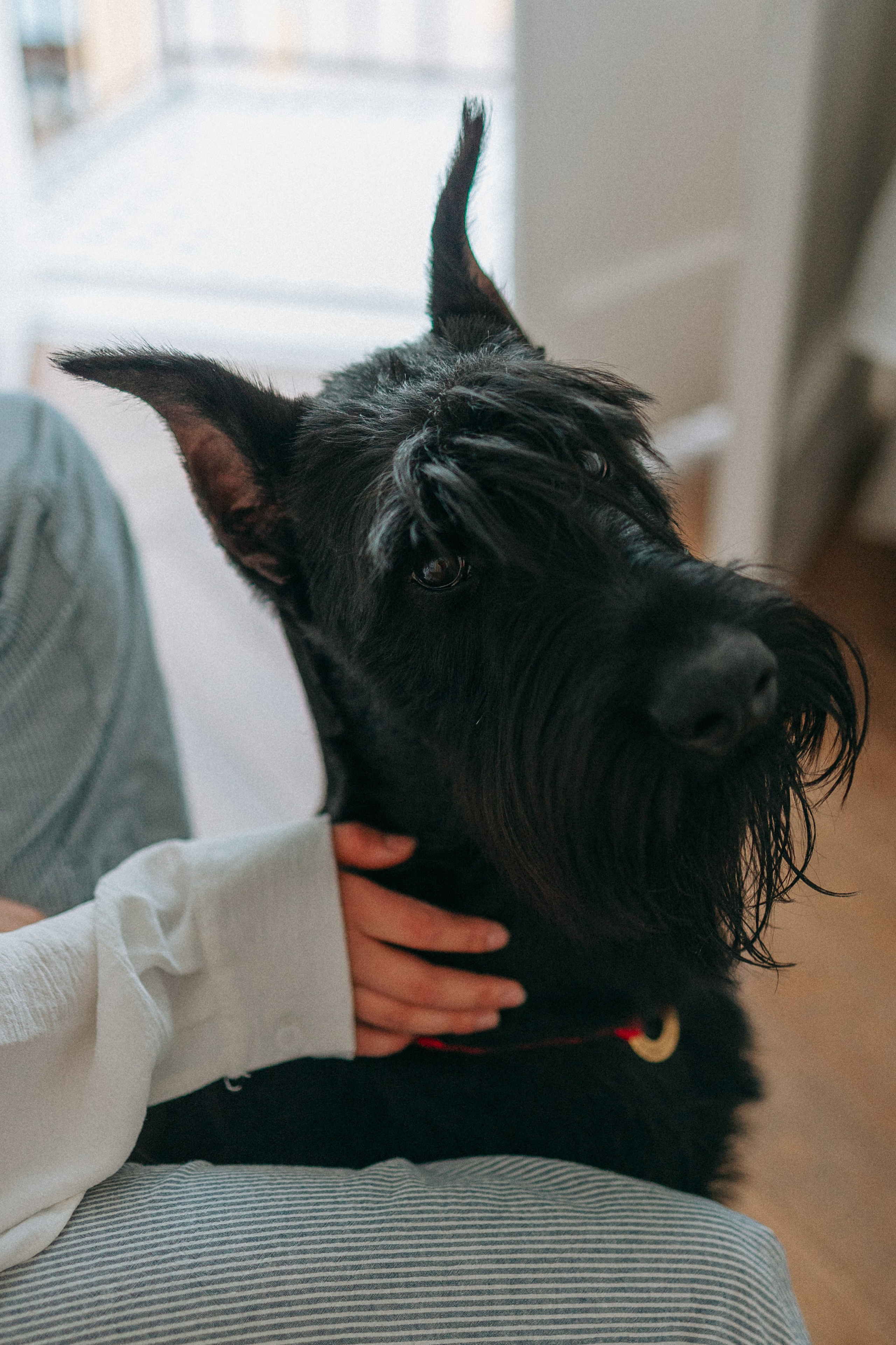 Умбра и Даша. Фотограф анималист Анастасия Пикей