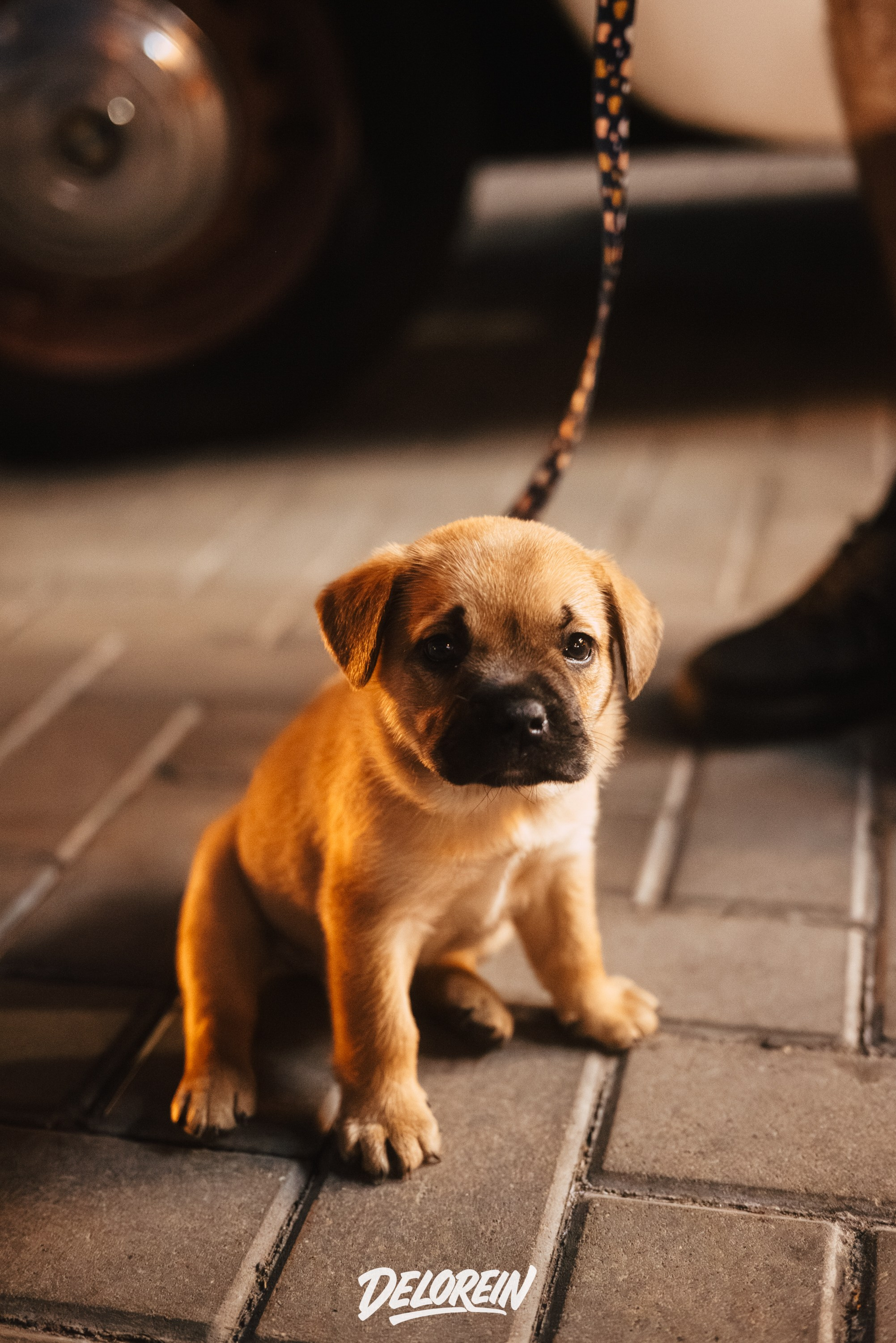 Downfly 30 июля 2025. DeLorein