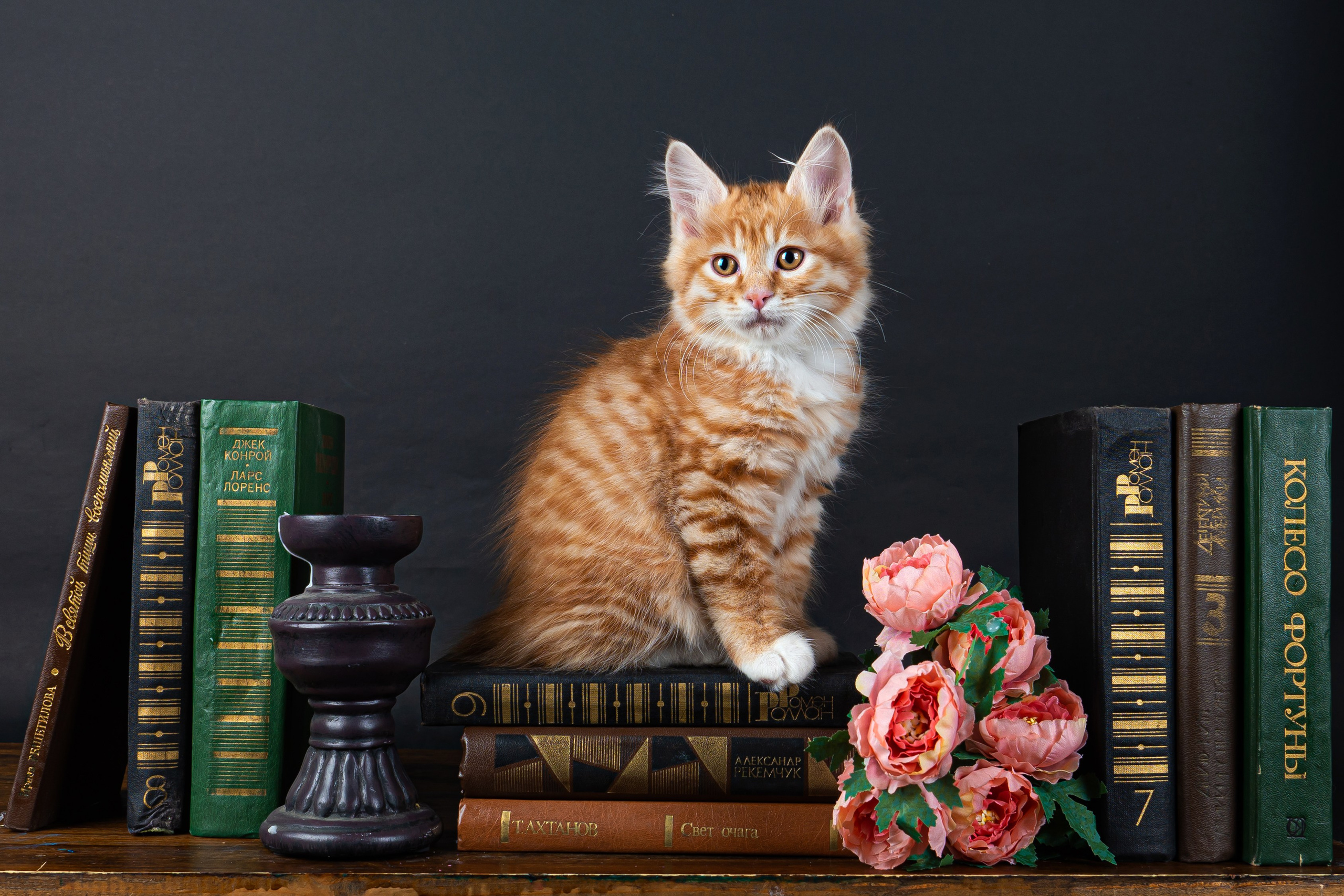 Курильский бобтейл. Фотограф на Камчатке Анна Моргачёва. Семейные и детские съёмки