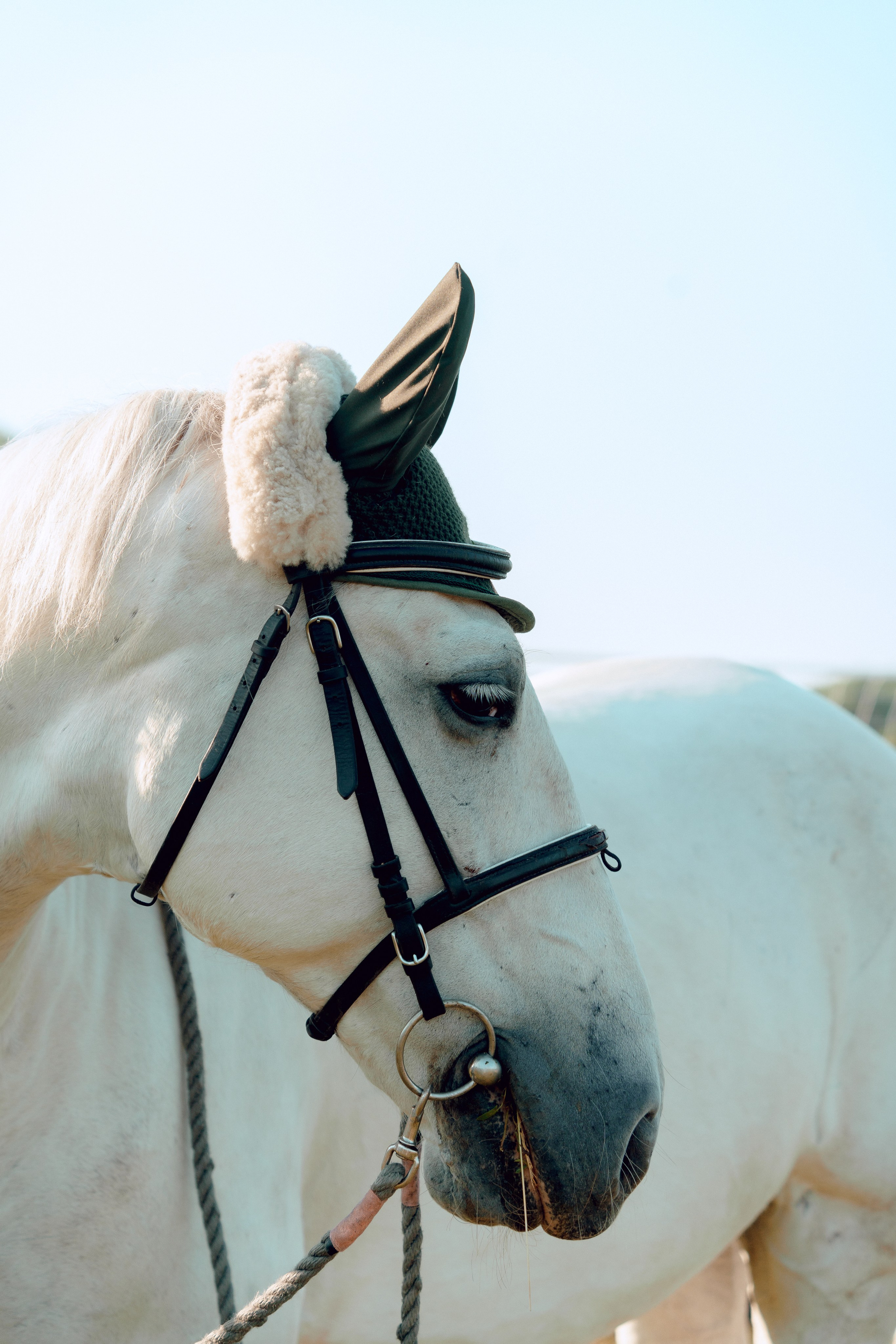 Купание лошадей 05.07.2024. Портретный и семейный фотограф в Москве/Видное