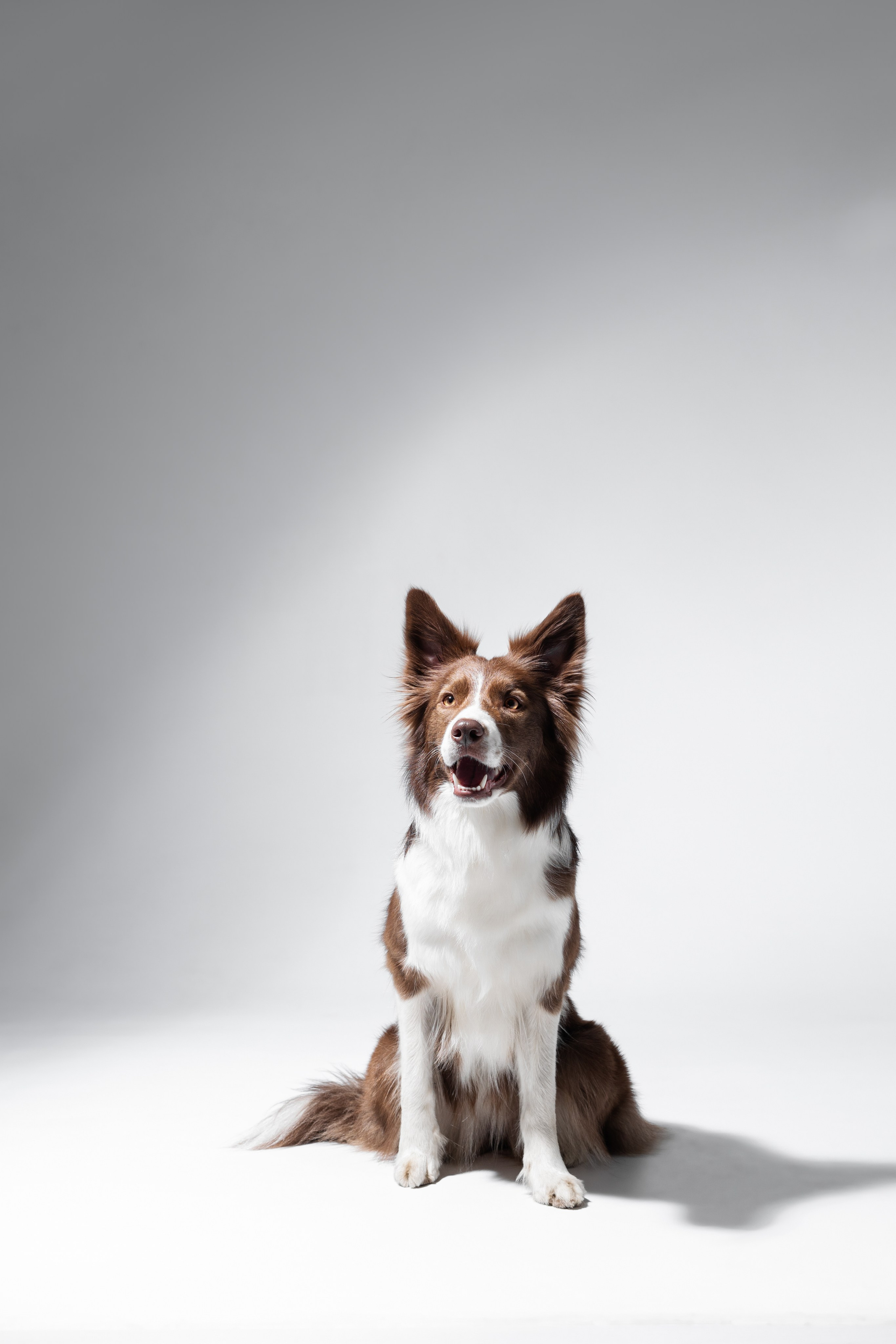 Фотосъемка собак в студии. Фотограф анималист в Москве Майорова Евгения