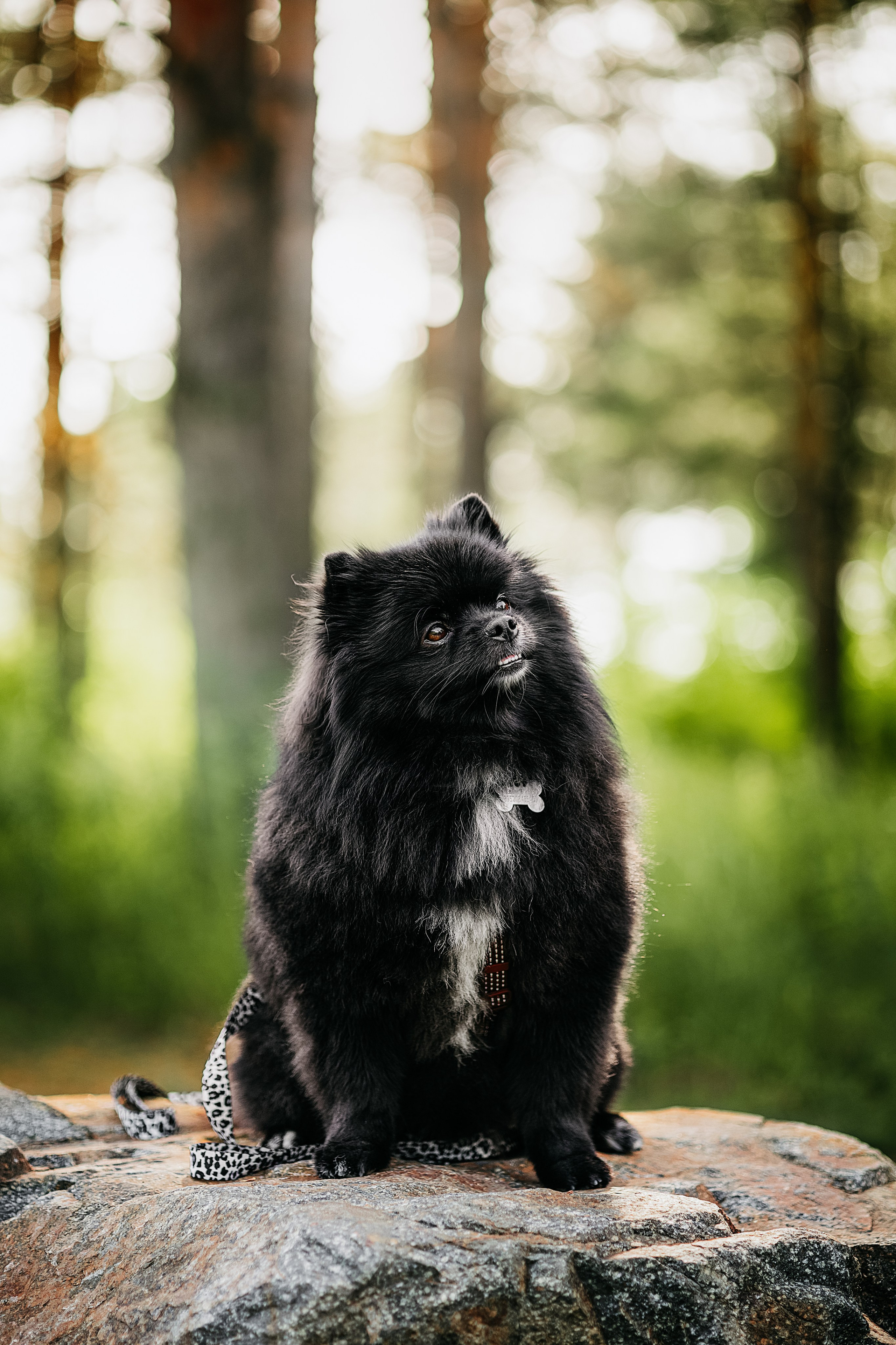 Татьяна и Харли. Фотограф в Арсеньеве