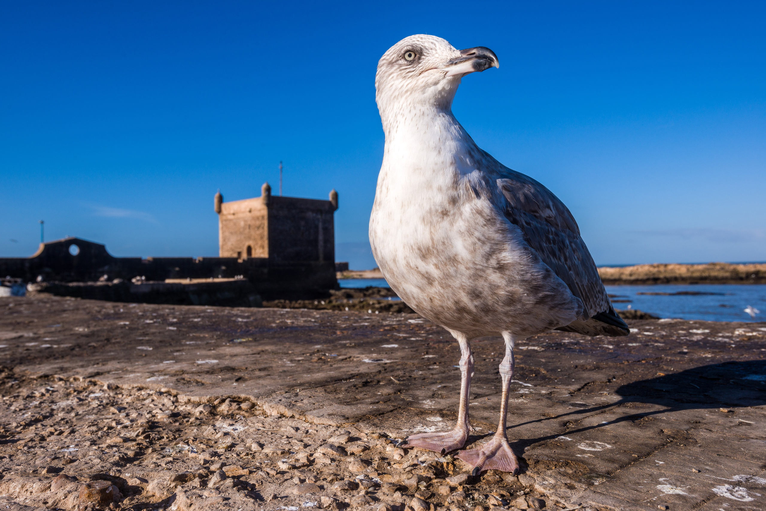 Обитатели синего города. Пейзажный фотограф Сергей Пестерев. Фото природы