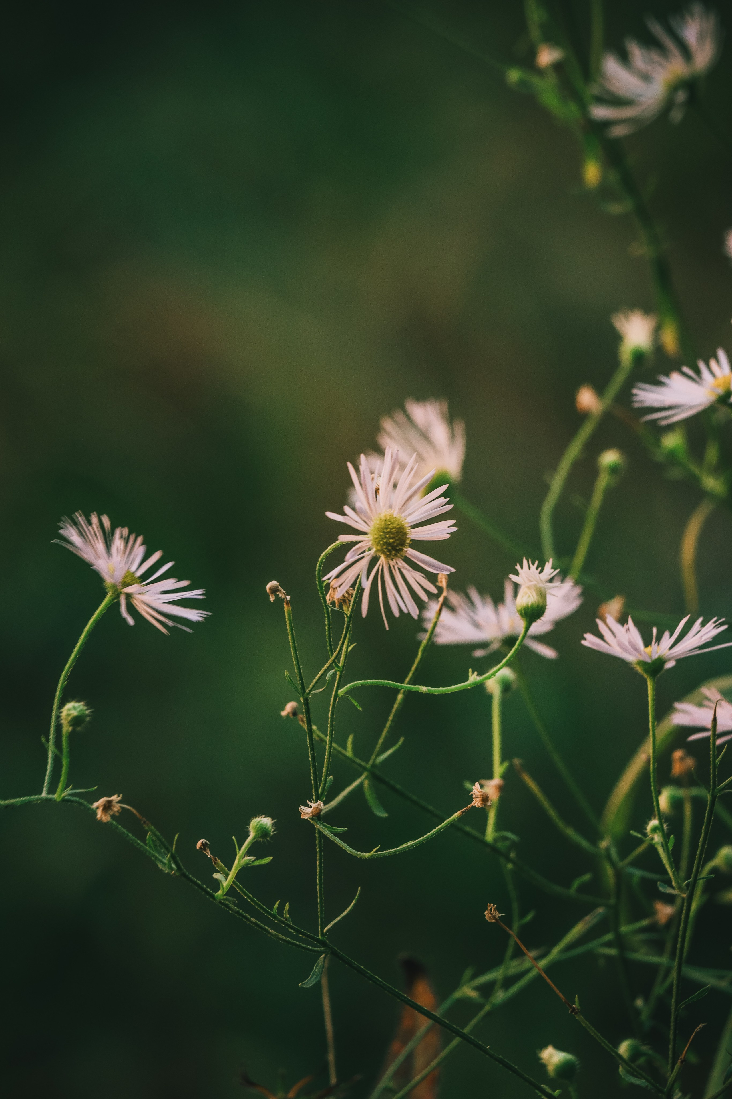 Р А С Т Е Н И Я. — Digital Noise —