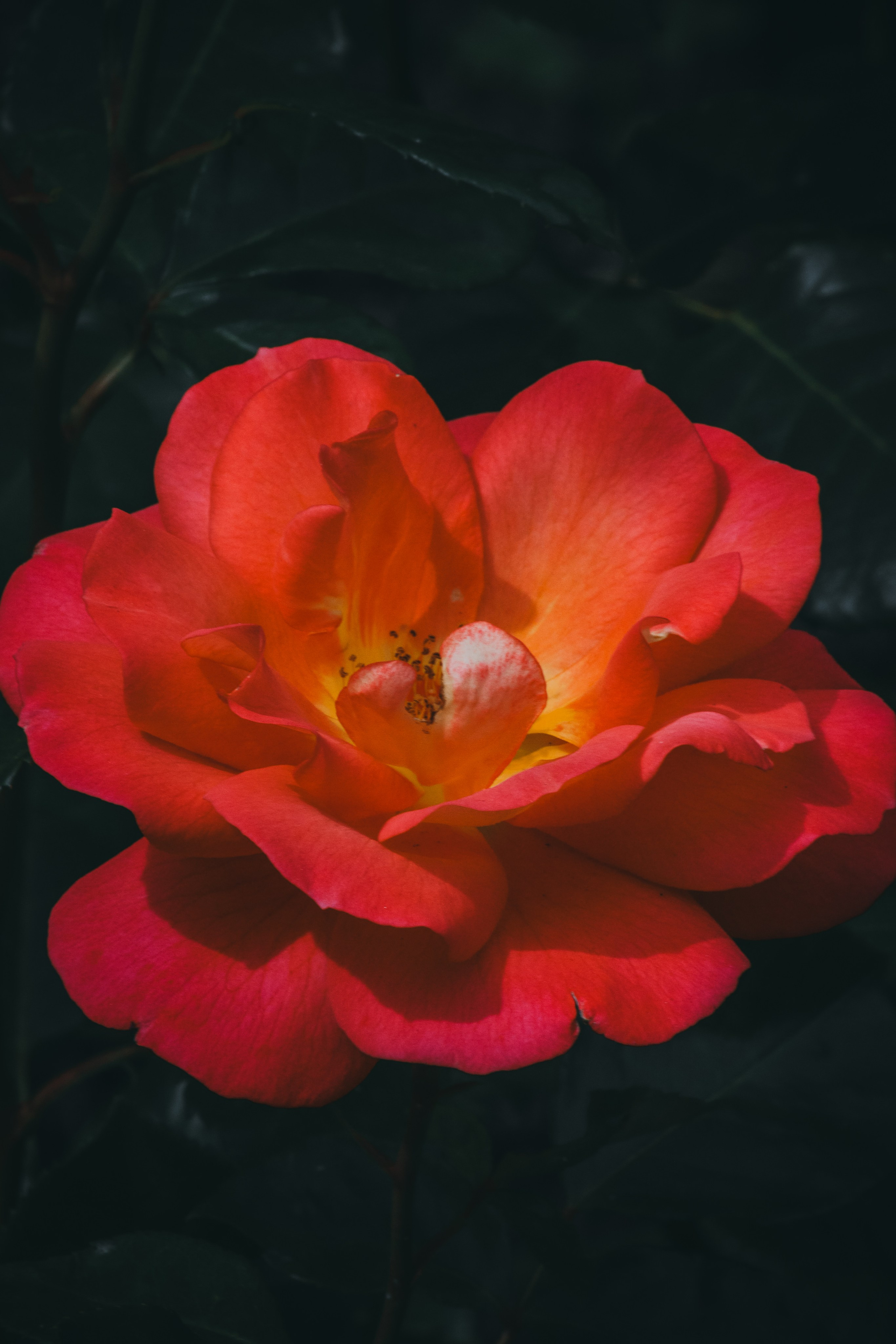 Р А С Т Е Н И Я. — Digital Noise —