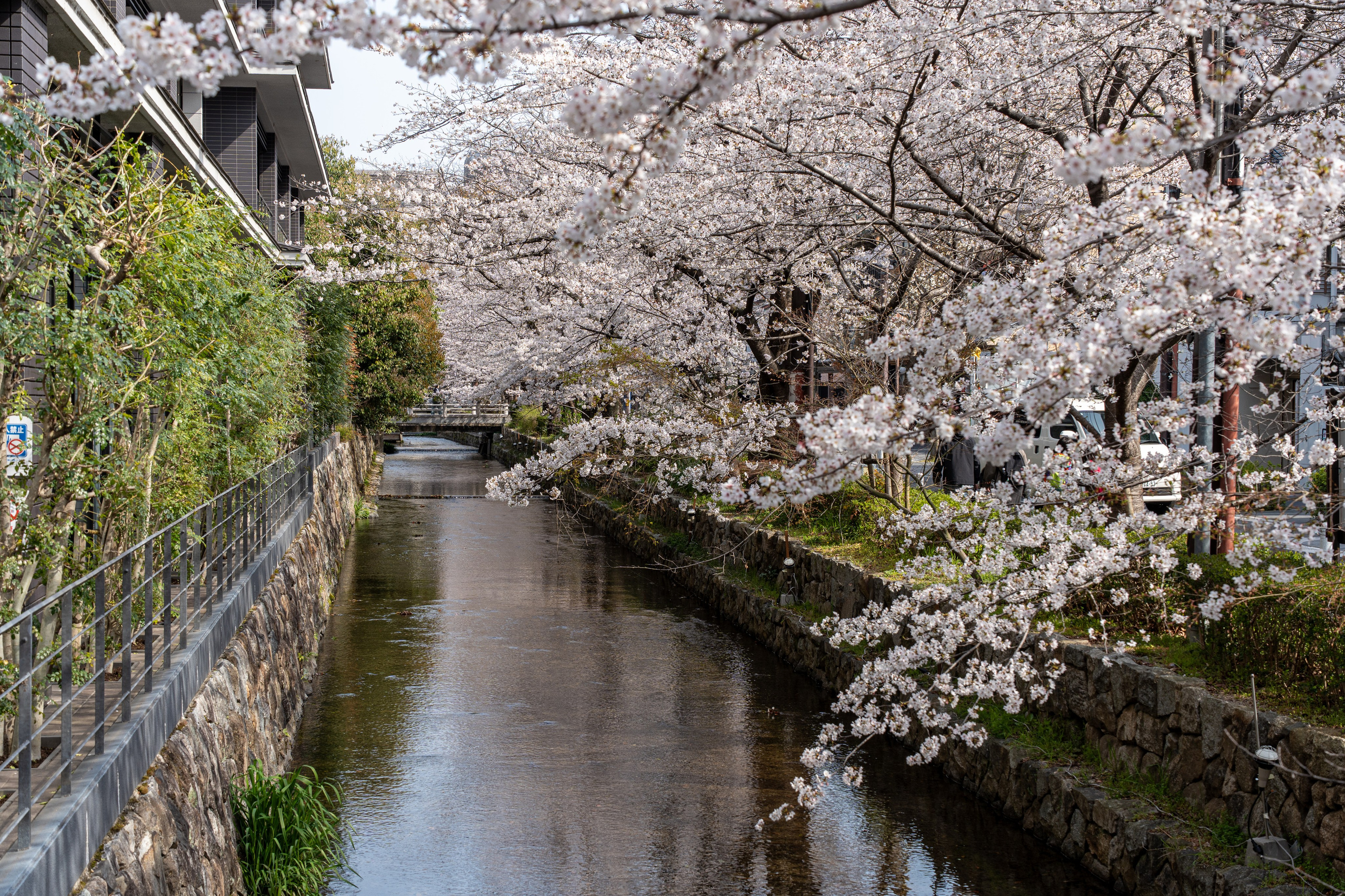 Япония, сакура. Творческие сьемки
